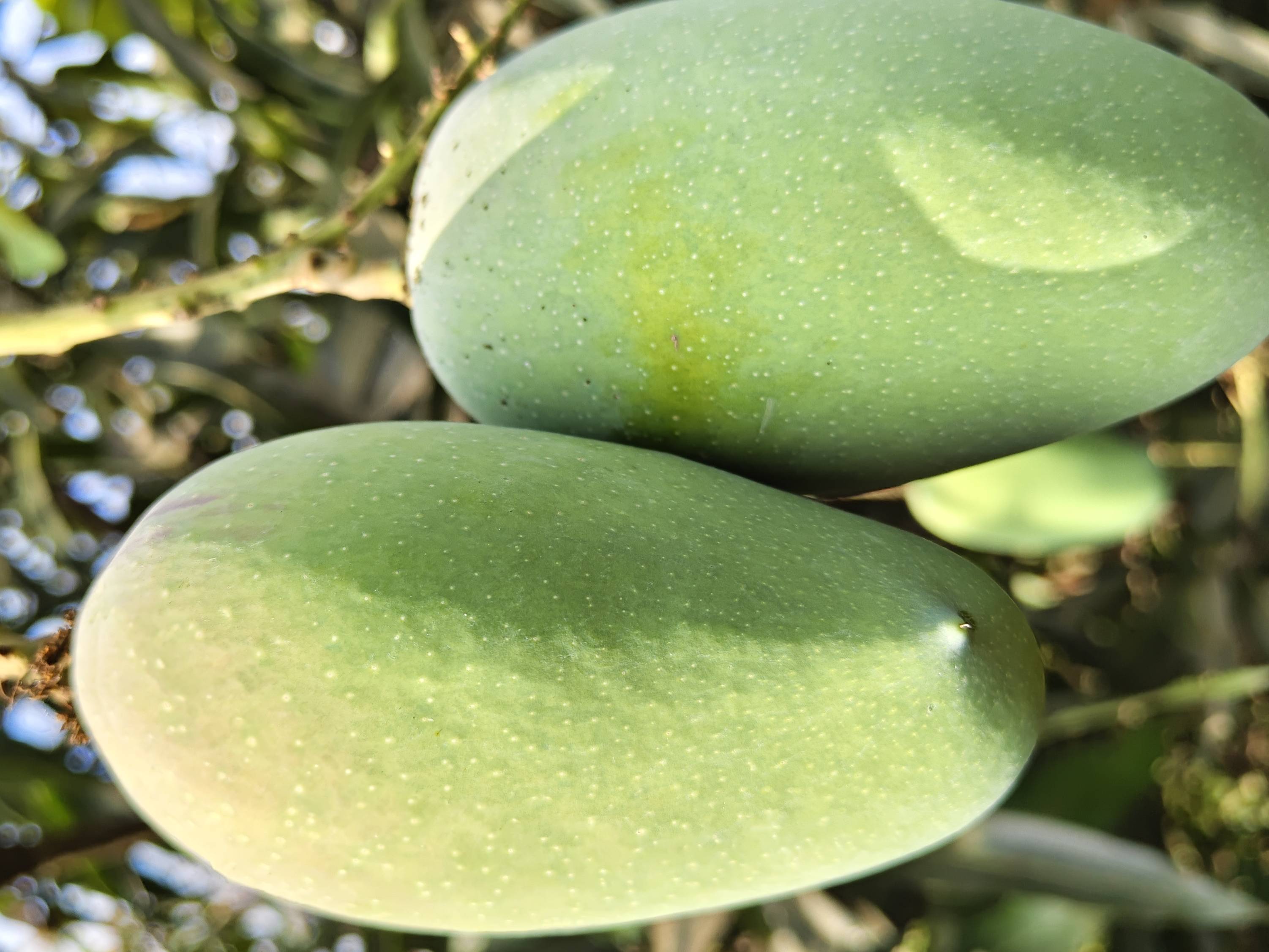 Kesar बिक्री के लिए, नासिक, महाराष्ट्र