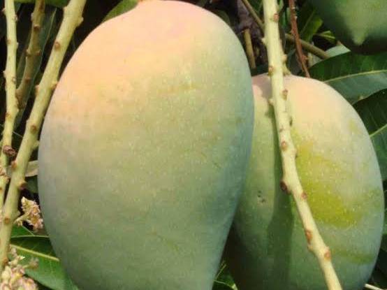 Kesar बिक्री के लिए, जूनागढ़, गुजरात
