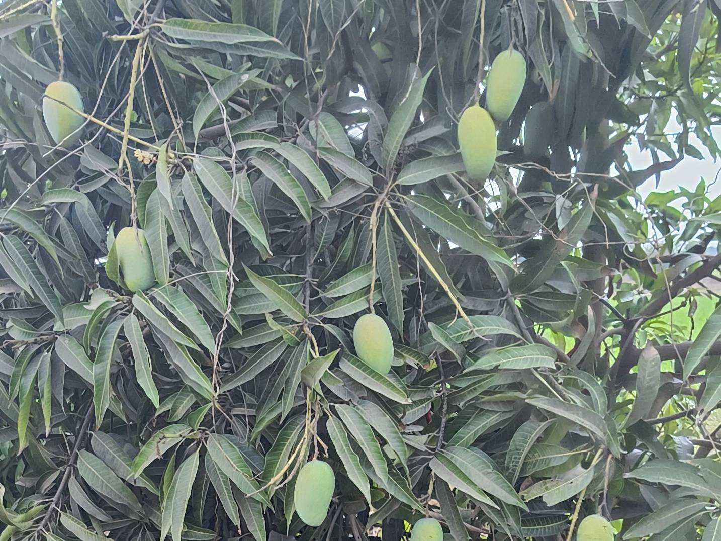 Kesar बिक्री के लिए, जूनागढ़, गुजरात