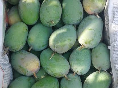 Kesar बिक्री के लिए, जूनागढ़, गुजरात