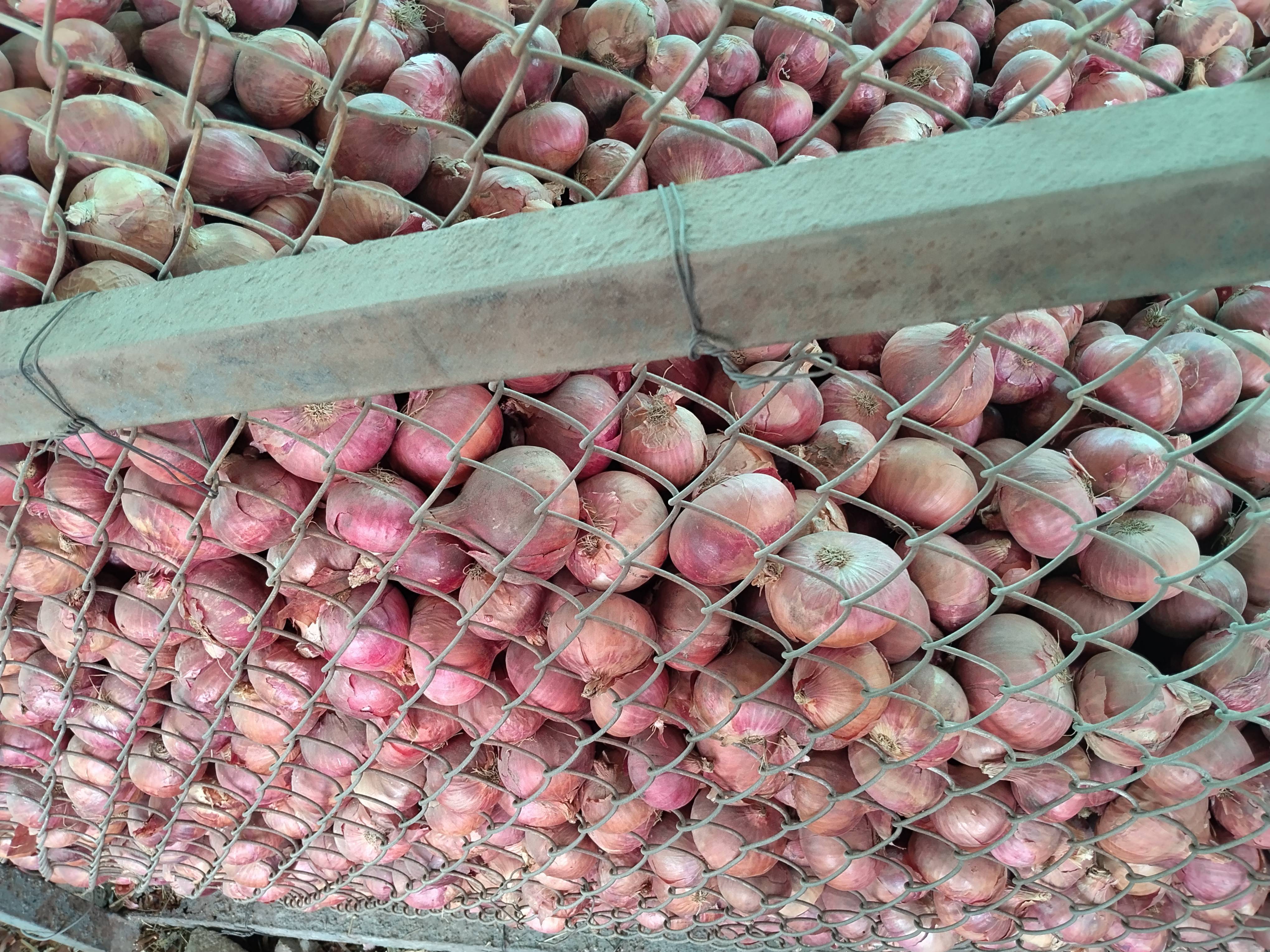 कांदा Red Onion