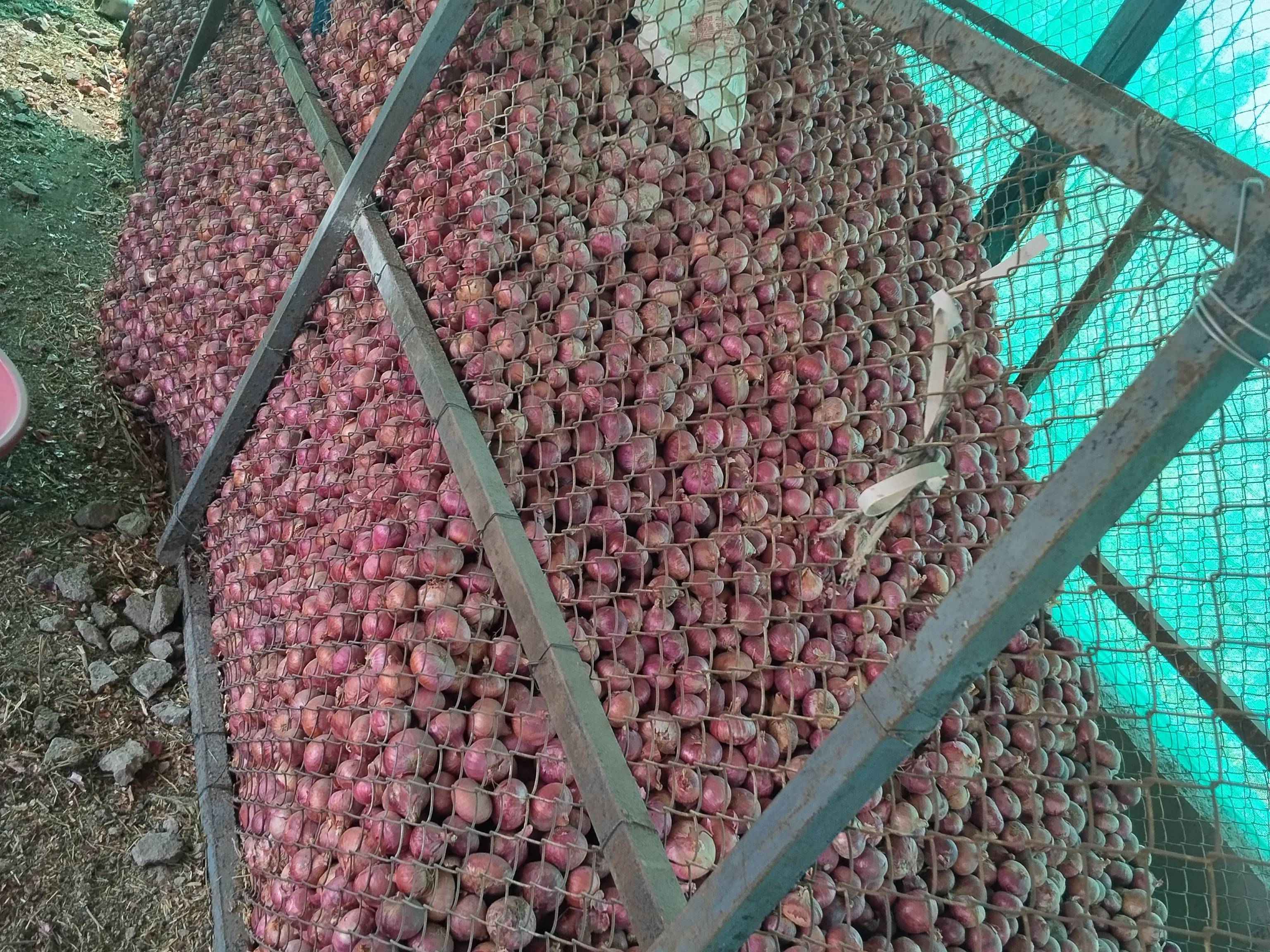 Red Onion बिक्री के लिए, अहिल्यानगर, महाराष्ट्र