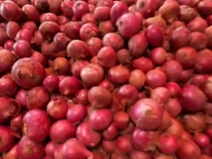 Red Onion विक्रीसाठी, उत्तर पश्चिम दिल्ली, दिल्ली