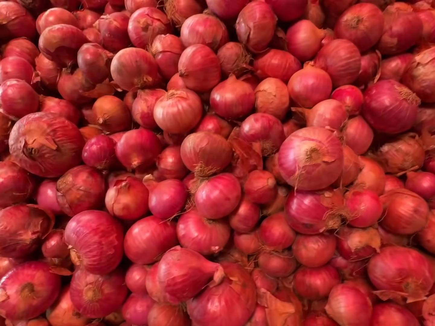 Red Onion विक्रीसाठी, उत्तर पश्चिम दिल्ली, दिल्ली