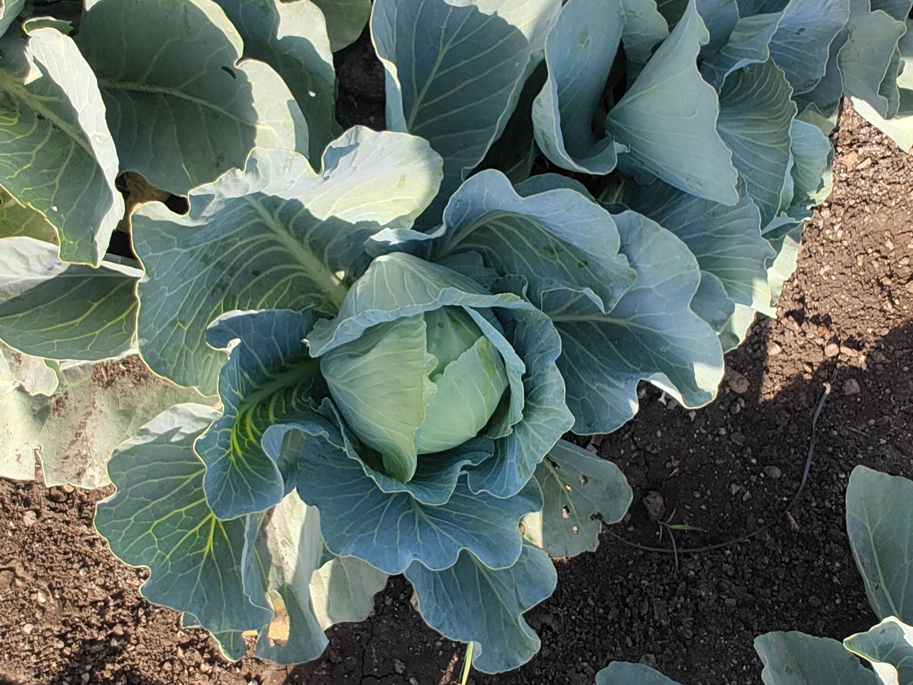 Green Cabbage विक्रीसाठी, अहिल्यानगर, महाराष्ट्र