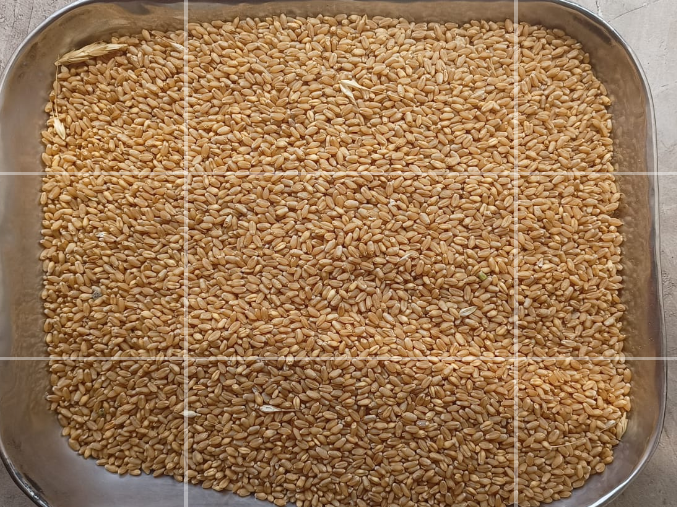 Durum बिक्री के लिए, बीड, महाराष्ट्र