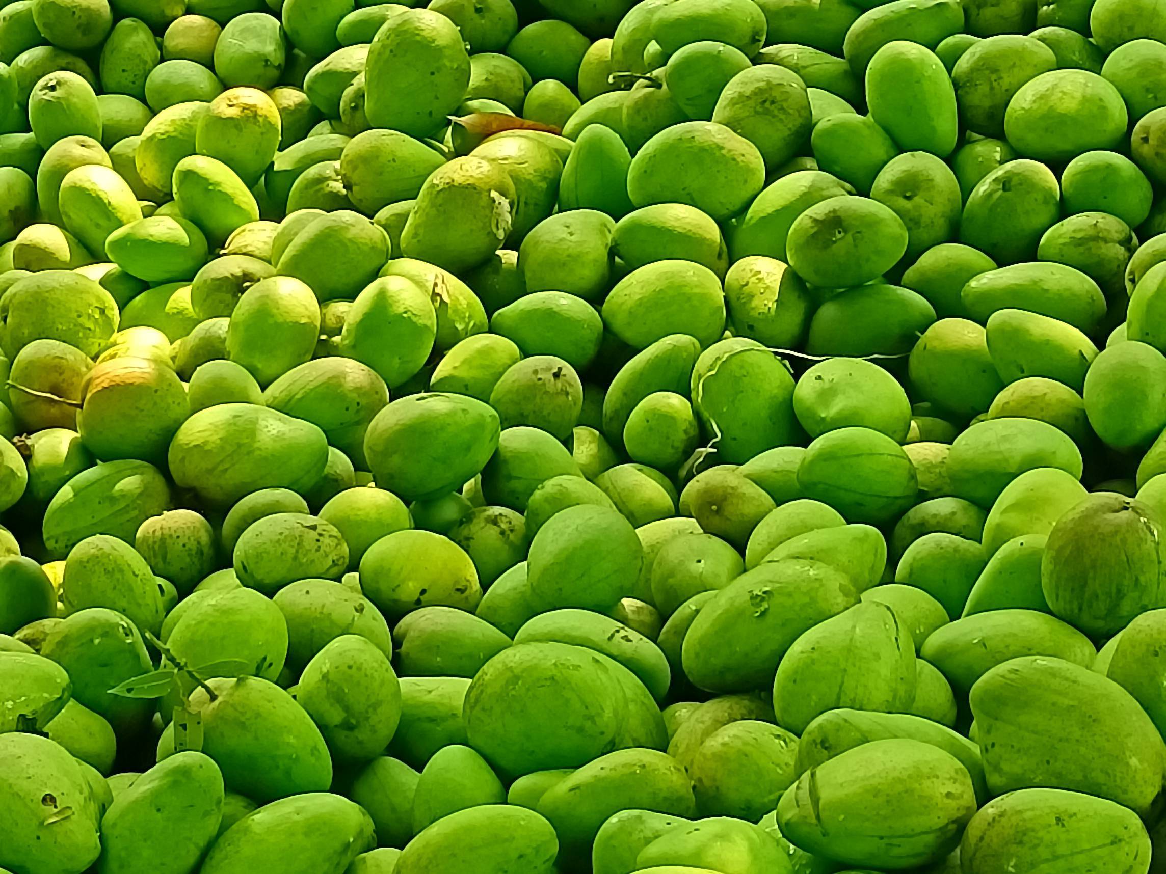 Alphonso (Hapus) for sale in Nabarangapur, Odisha