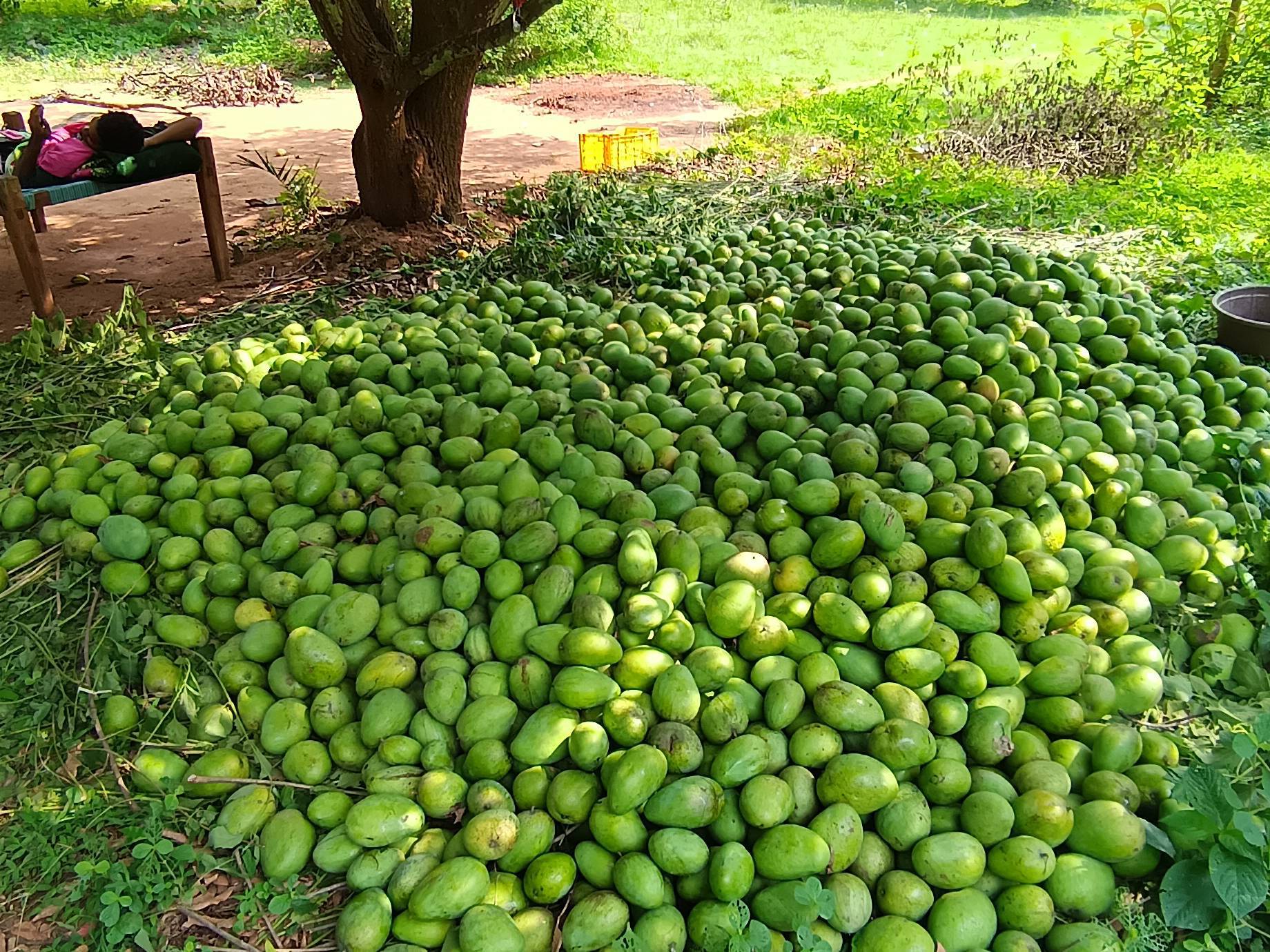 Alphonso (Hapus) for sale in Nabarangapur, Odisha