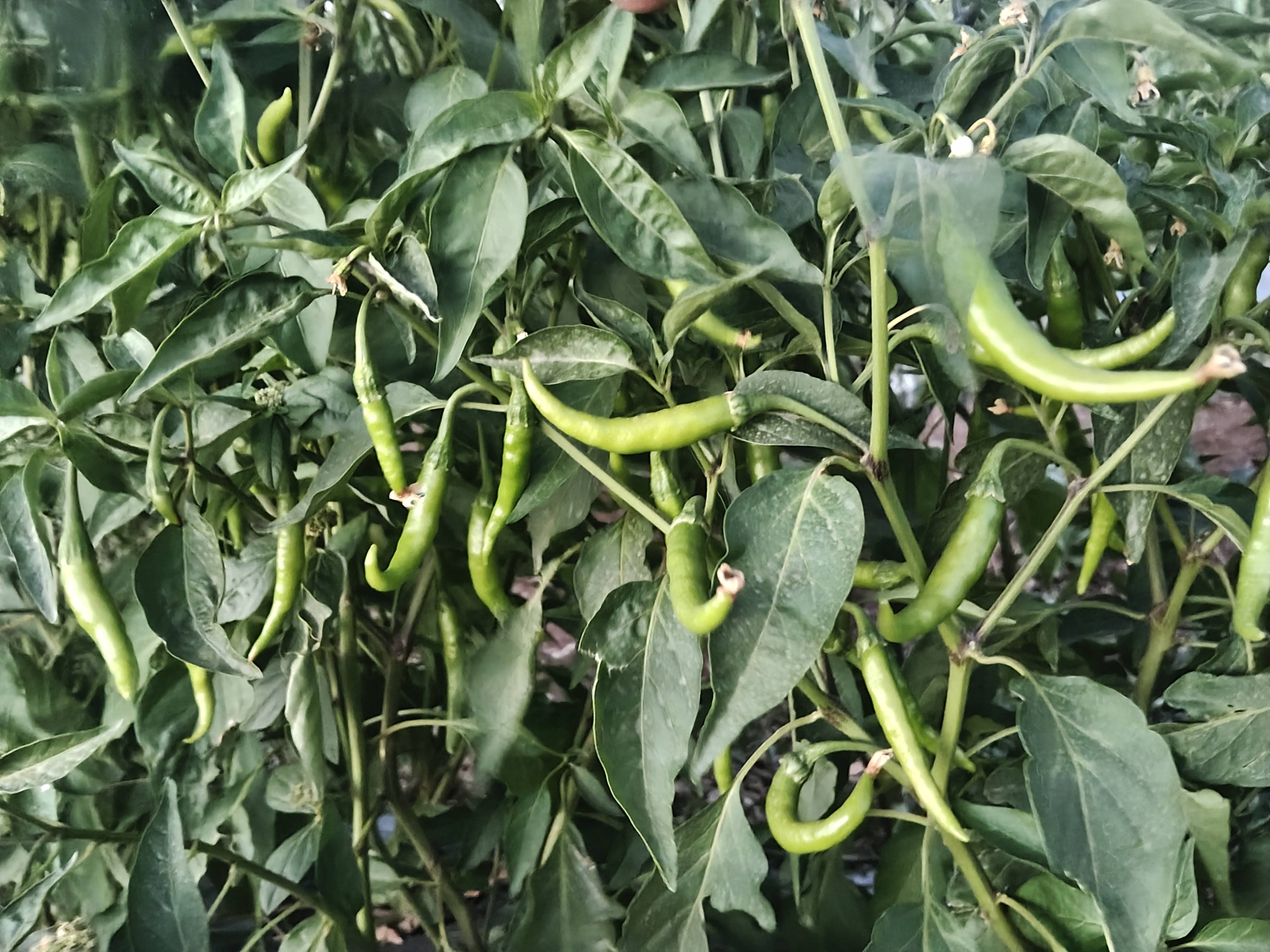 Jwala Chilli for sale in Dhule, Maharashtra