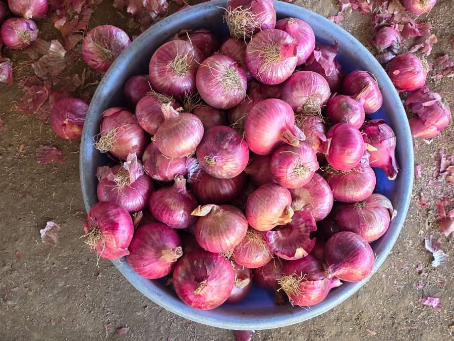 Red Onion विक्रीसाठी, नाशिक, महाराष्ट्र