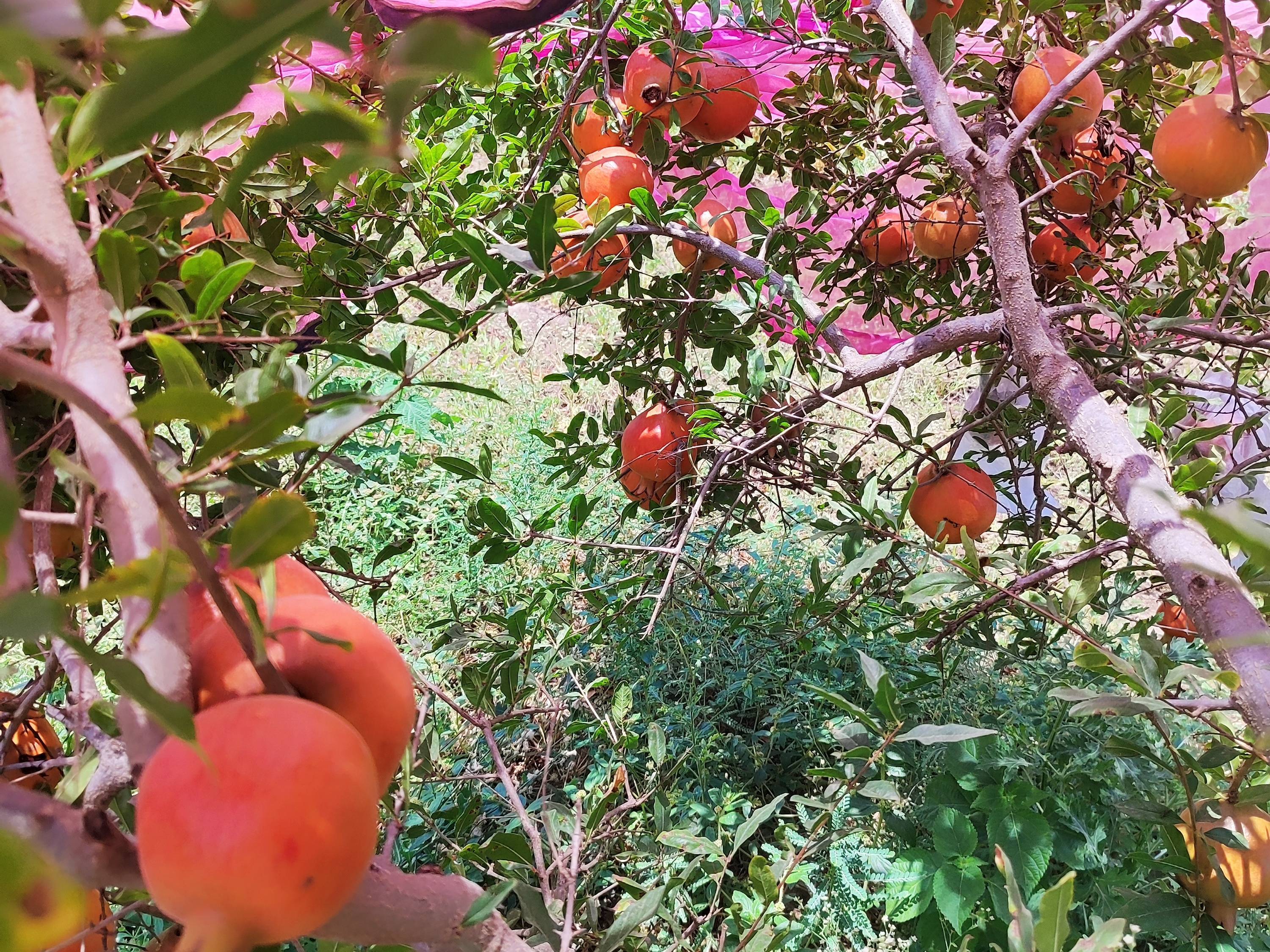 Bhagwa बिक्री के लिए, जलगांव, महाराष्ट्र