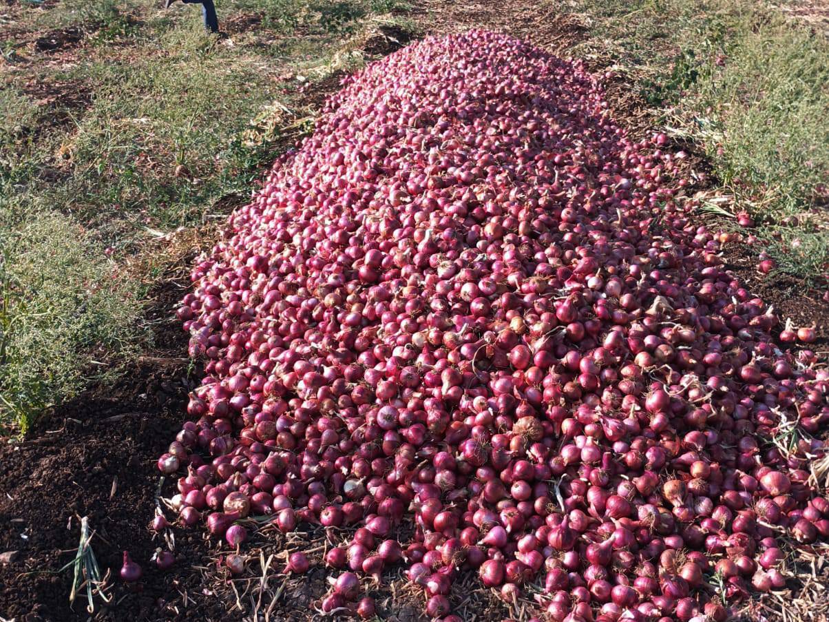 Red Onion विक्रीसाठी, नाशिक, महाराष्ट्र