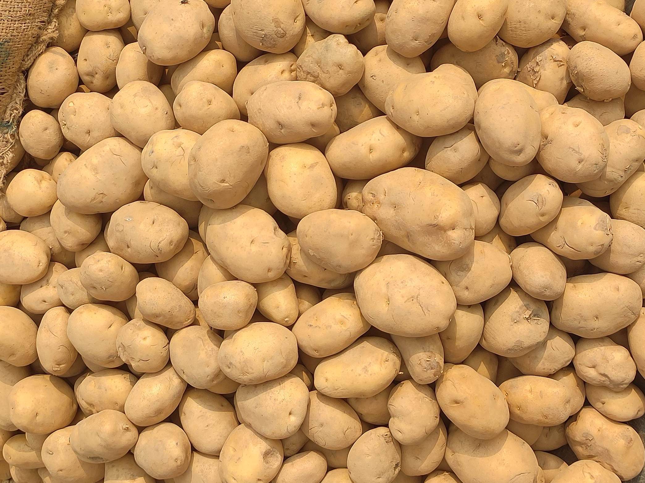 Kufri Jyoti for sale in Nashik, Maharashtra