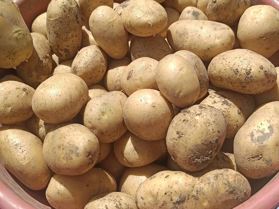 Kufri Jyoti for sale in Nashik, Maharashtra