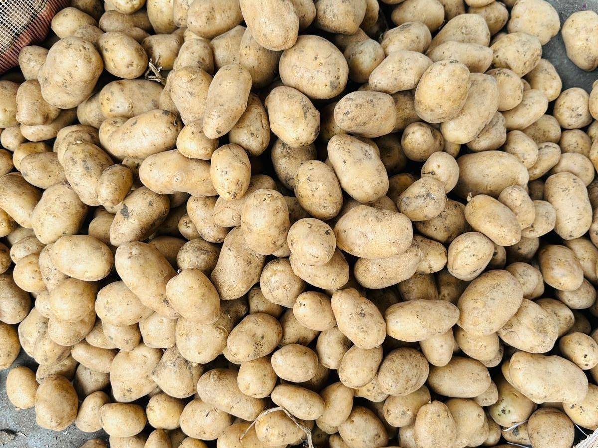 Kufri Jyoti for sale in Nashik, Maharashtra