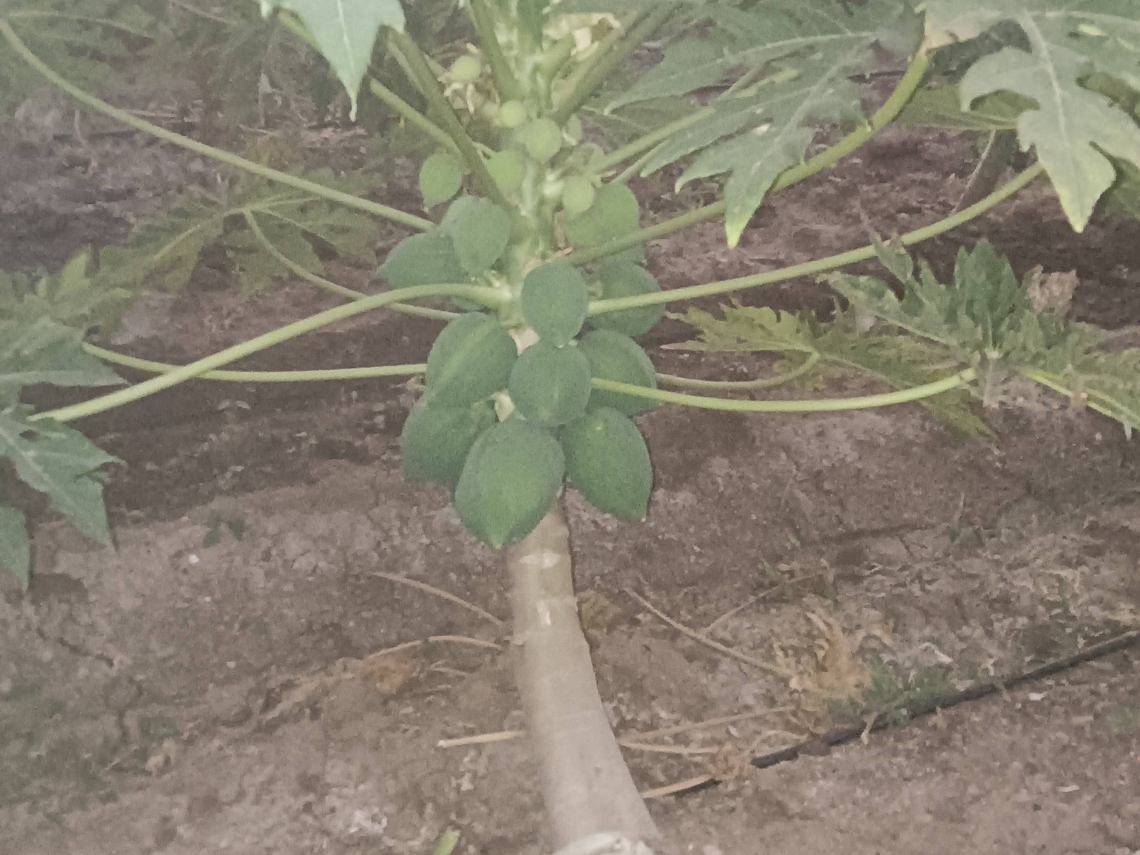 Solo for sale in Satara, Maharashtra