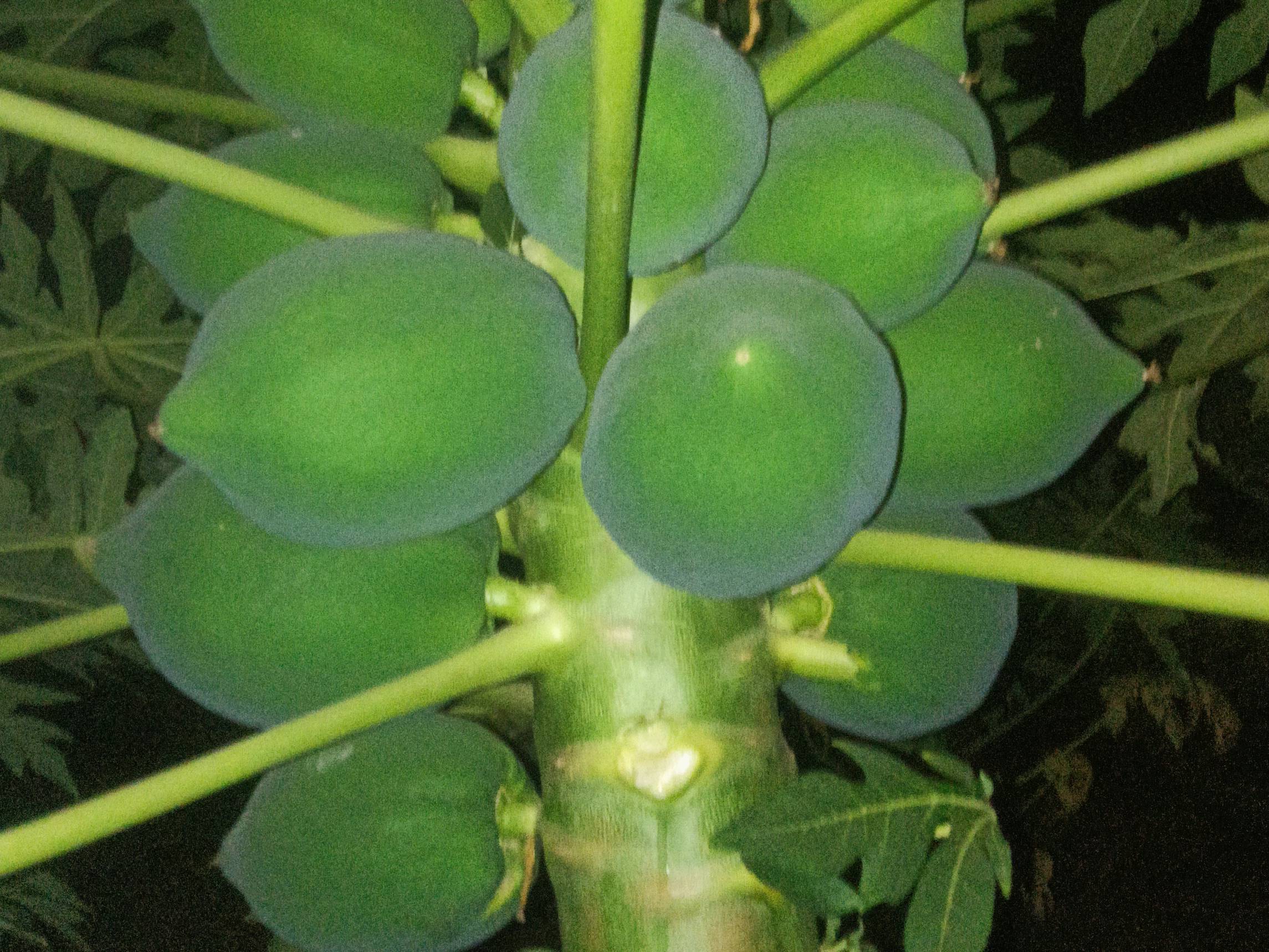 Solo for sale in Satara, Maharashtra