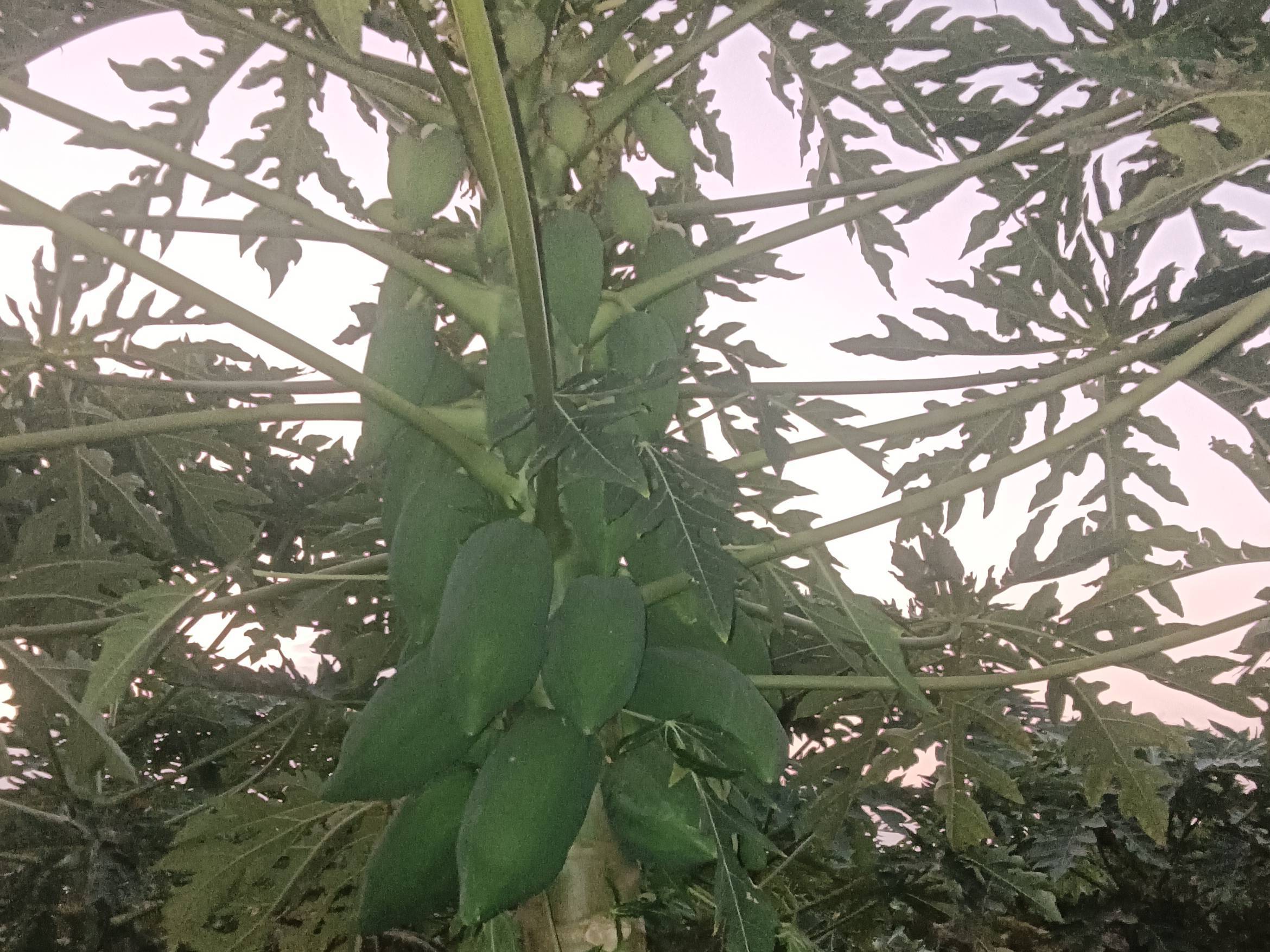 Solo for sale in Satara, Maharashtra