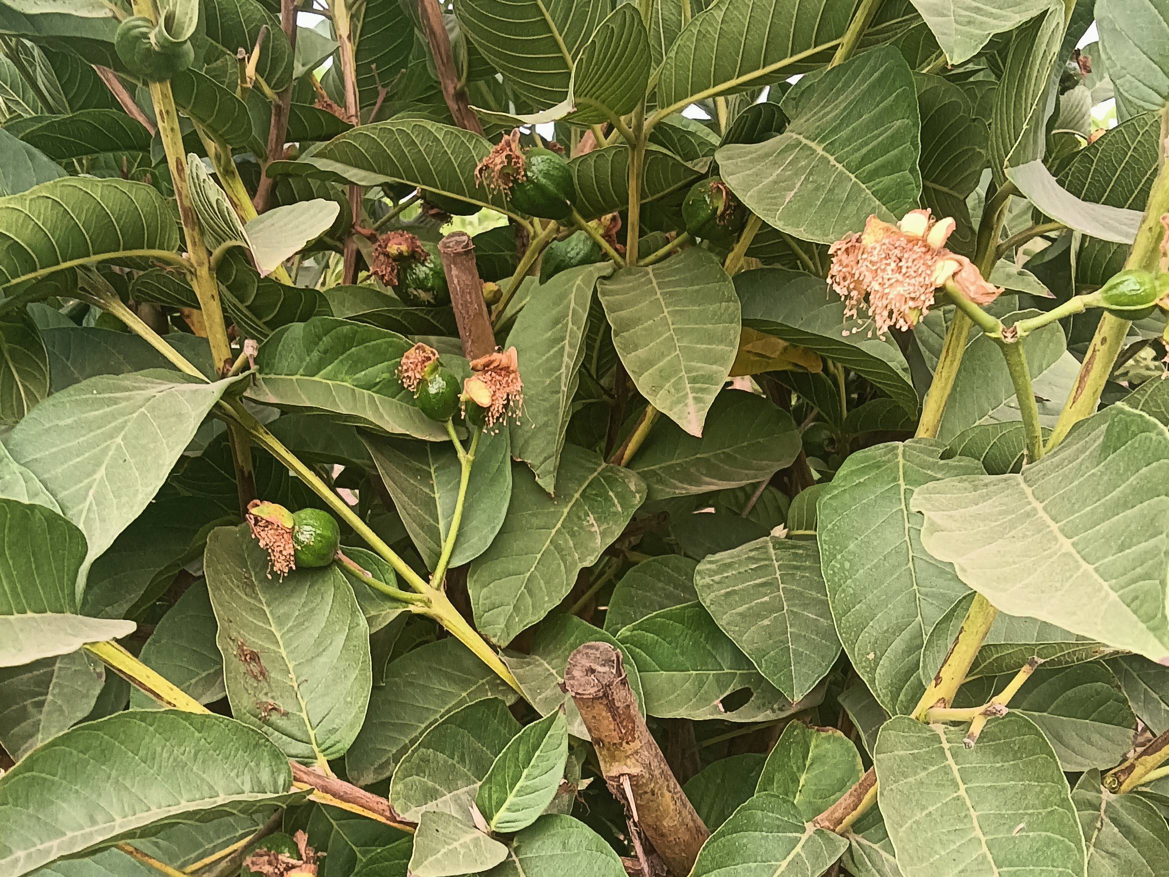 Taiwan Pink for sale in Satara, Maharashtra