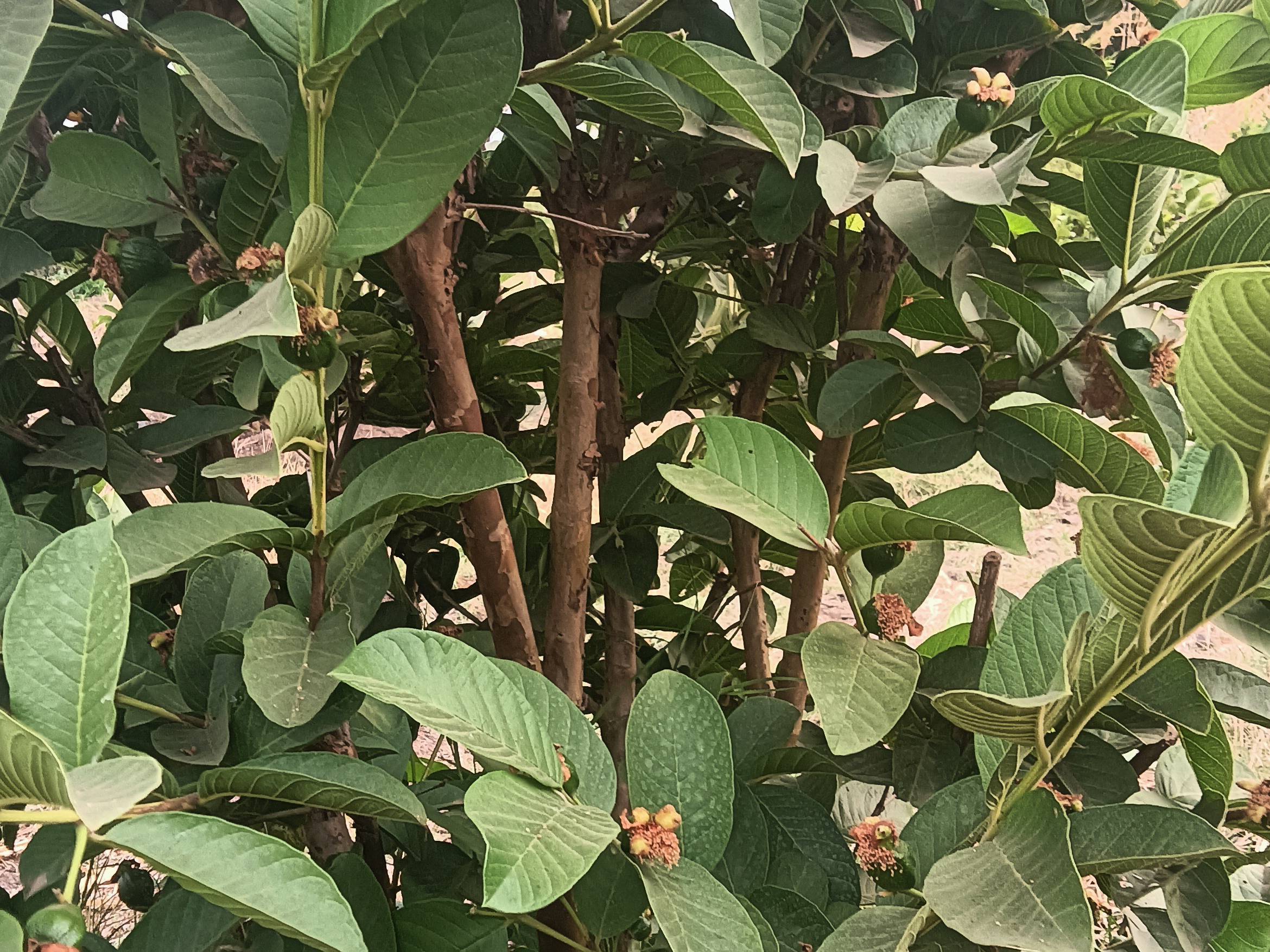 Taiwan Pink for sale in Satara, Maharashtra