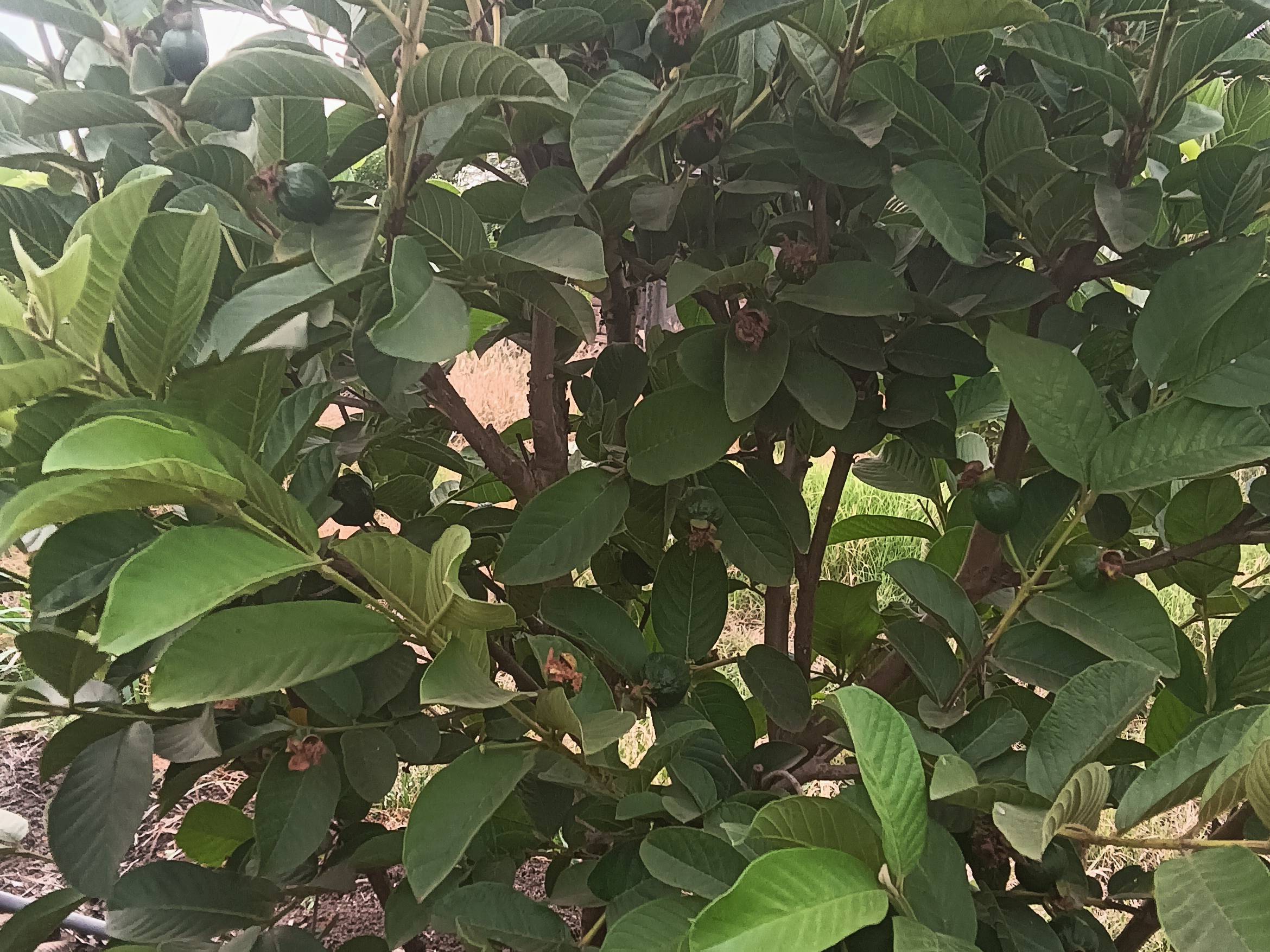 Taiwan Pink for sale in Satara, Maharashtra