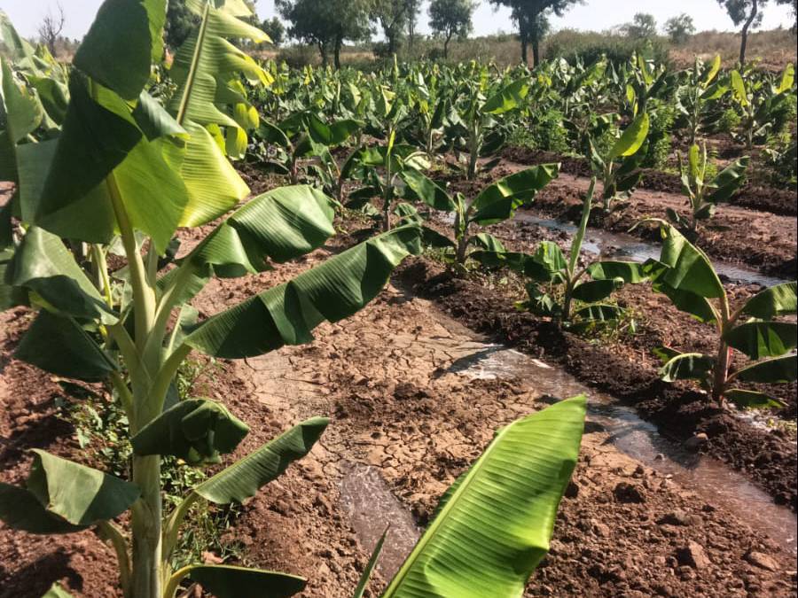 Red Banana बिक्री के लिए, सातारा, महाराष्ट्र