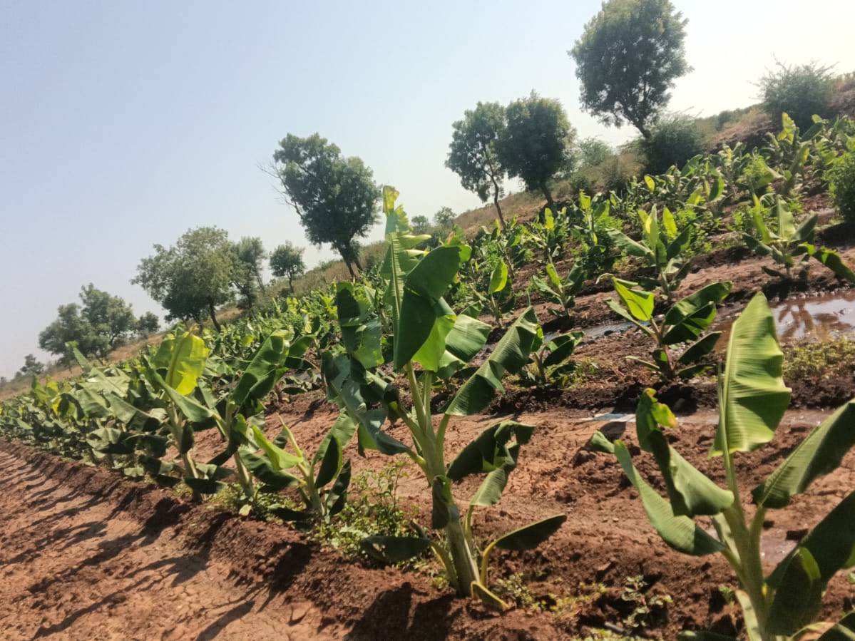 Red Banana बिक्री के लिए, सातारा, महाराष्ट्र