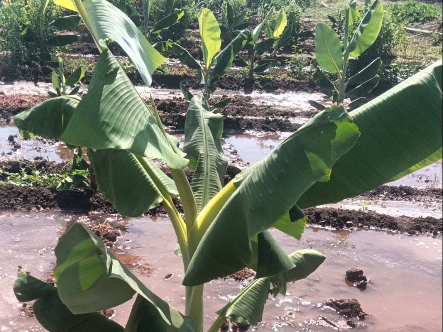 Red Banana बिक्री के लिए, सातारा, महाराष्ट्र