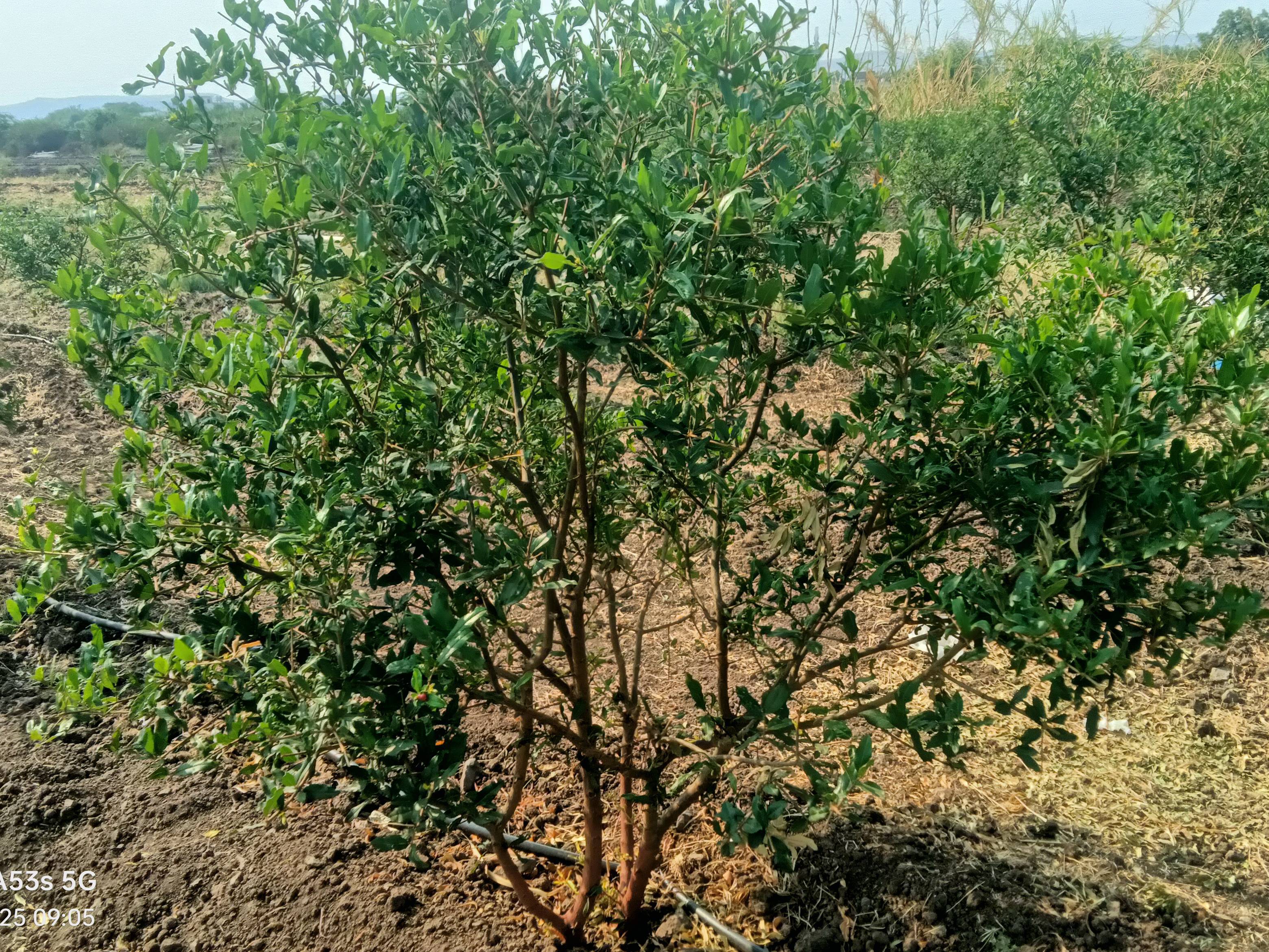 Bhagwa for sale in Satara, Maharashtra