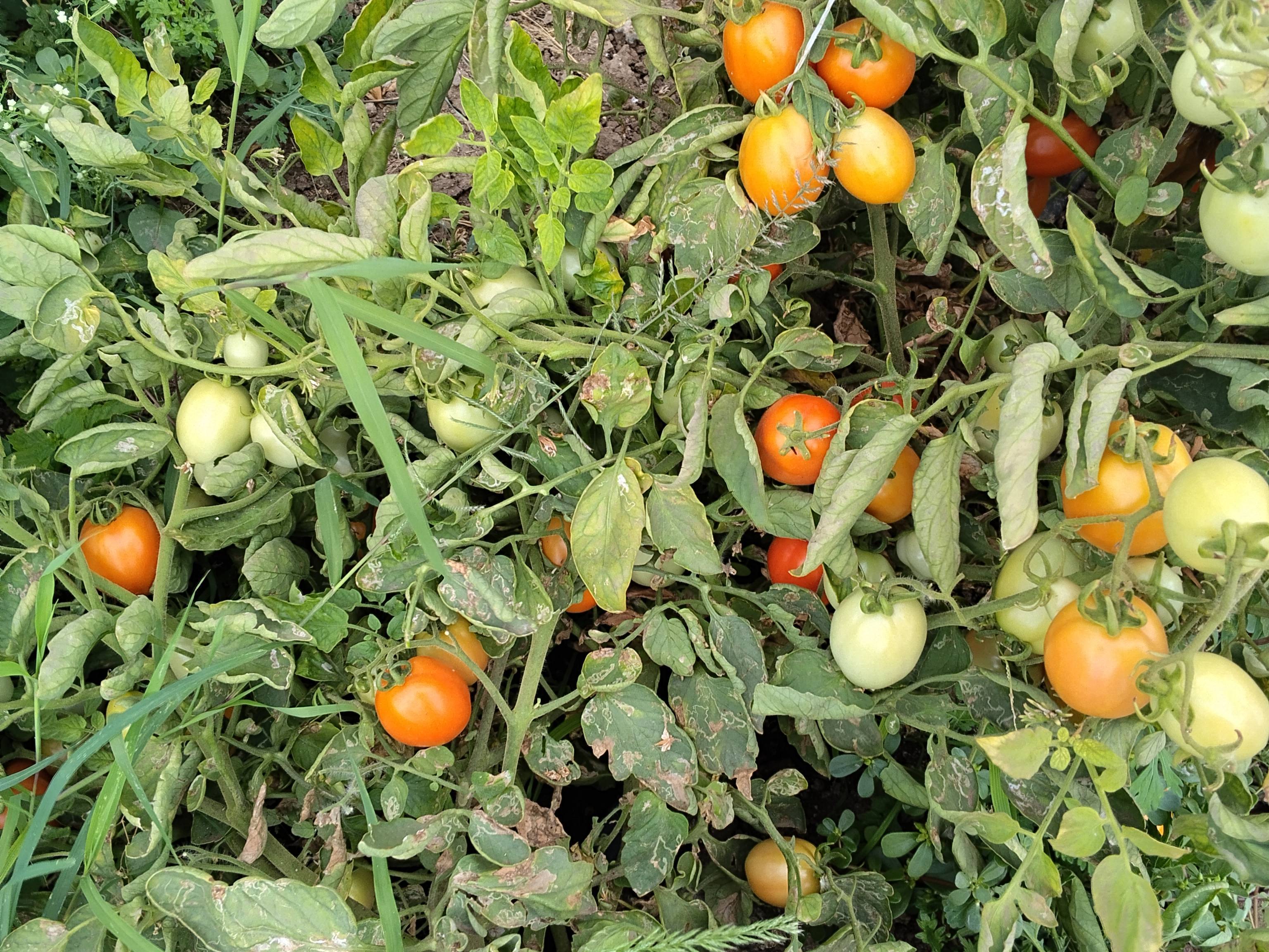 Vaishali Tomato for sale in Washim, Maharashtra