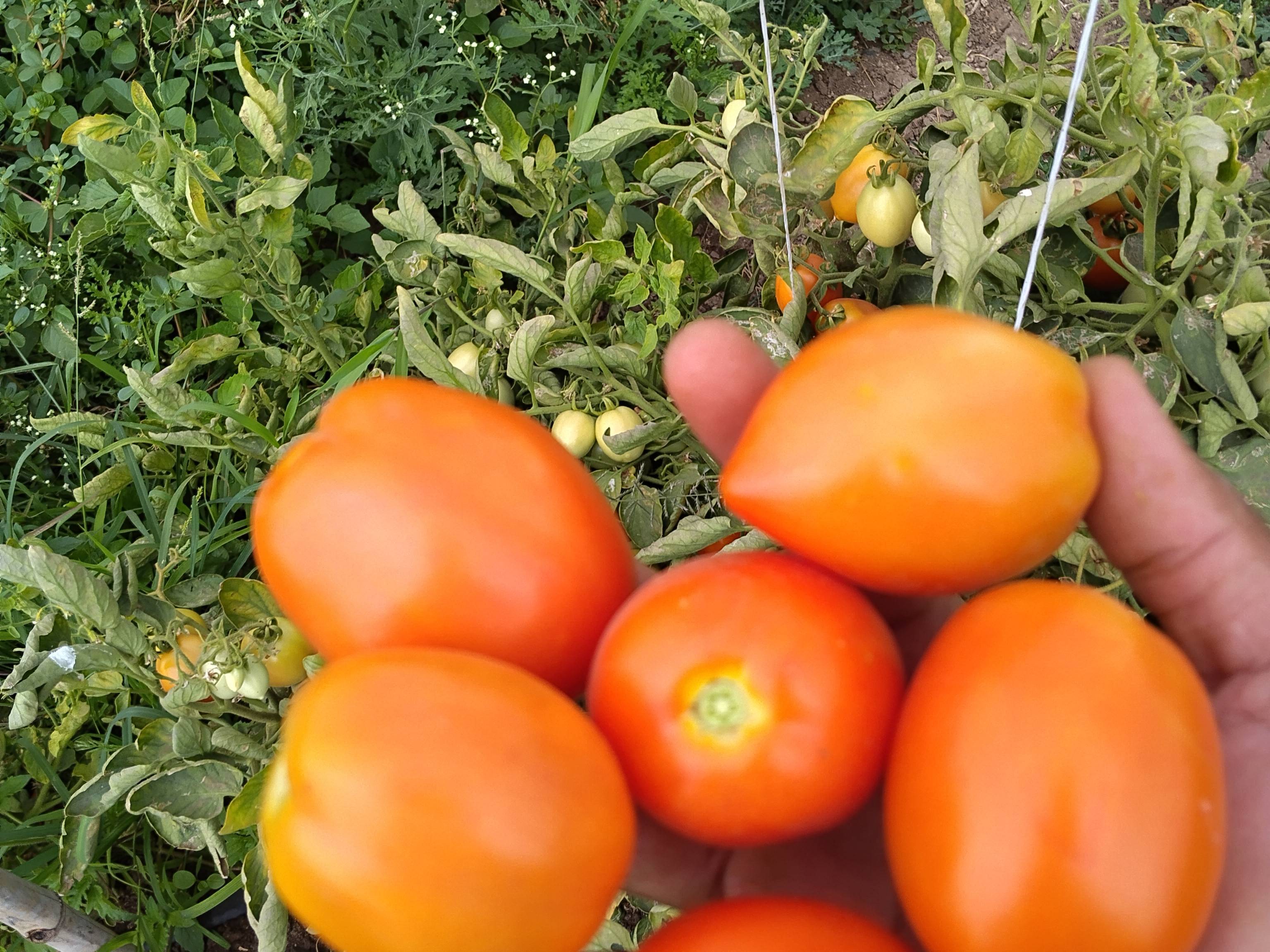 Vaishali Tomato for sale in Washim, Maharashtra