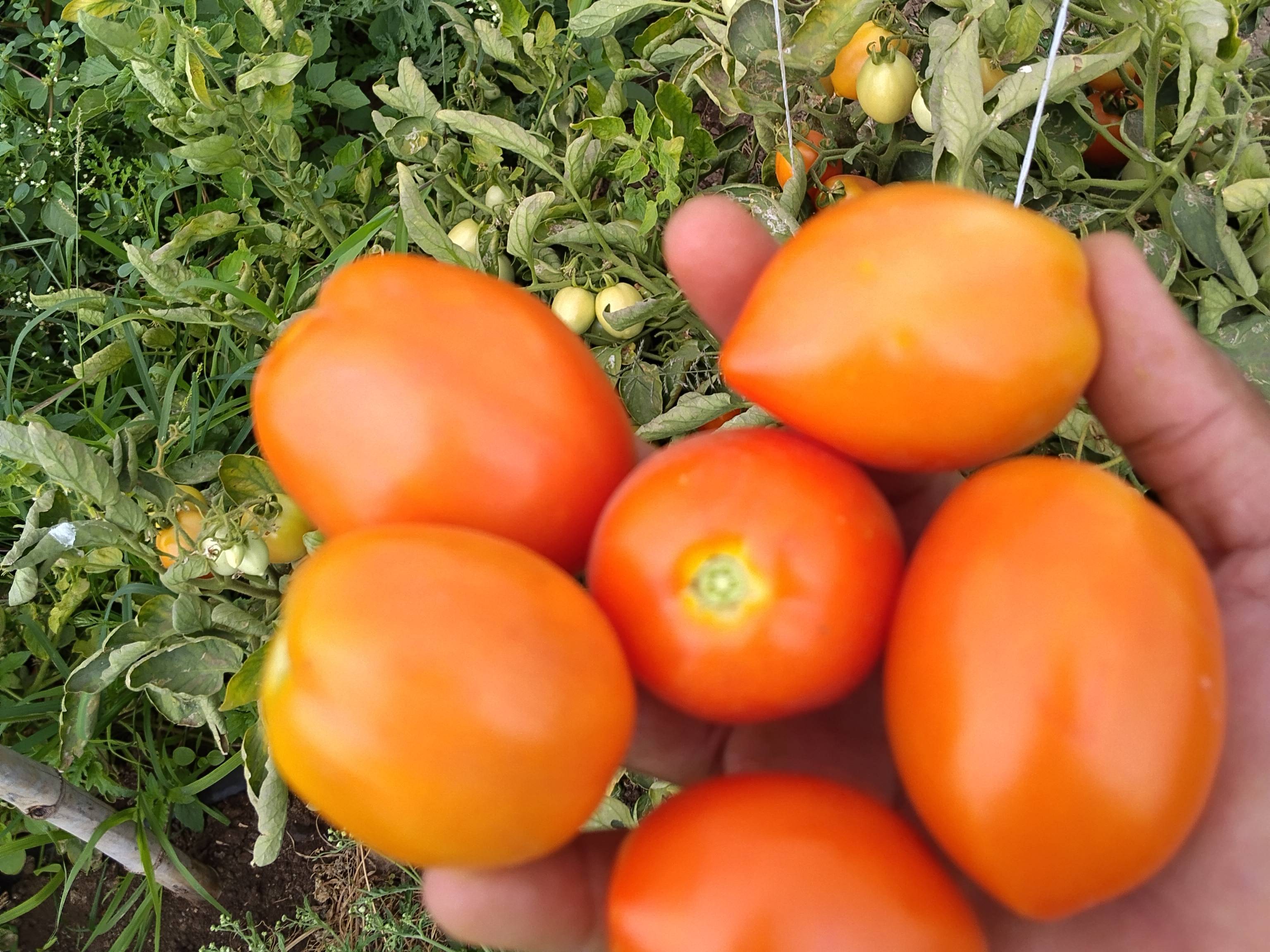 Vaishali Tomato for sale in Washim, Maharashtra