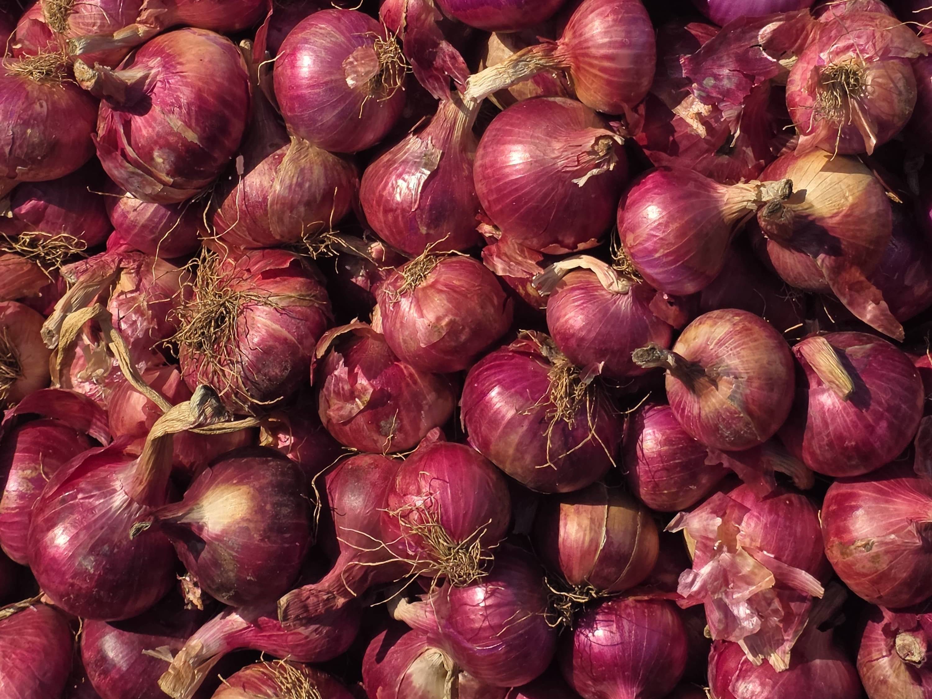 Red Onion for sale in Nashik, Maharashtra