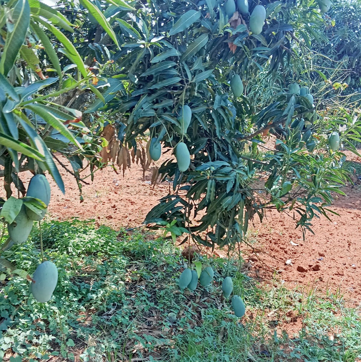 Neelum बिक्री के लिए, कोलार, कर्नाटक