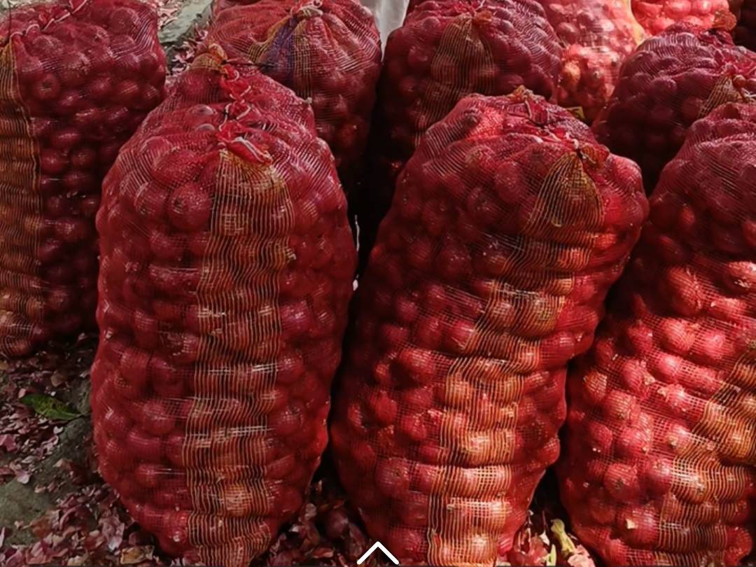 Red Onion विक्रीसाठी, सातारा, महाराष्ट्र