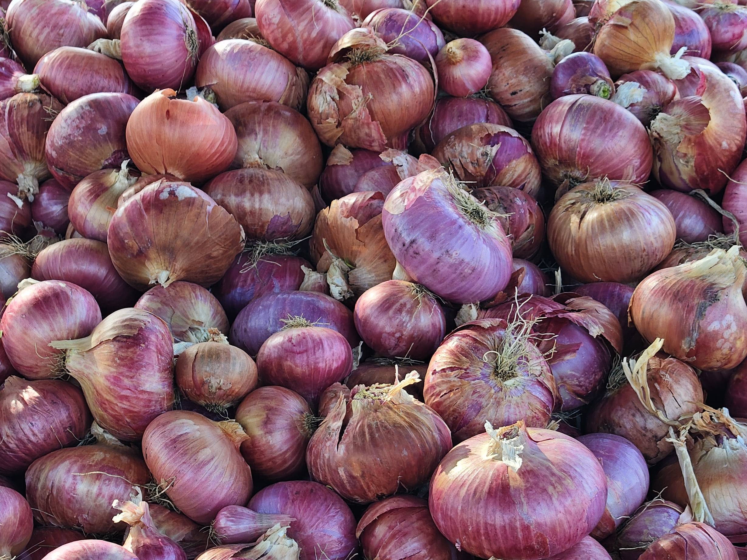 Red Onion बिक्री के लिए, लातूर, महाराष्ट्र