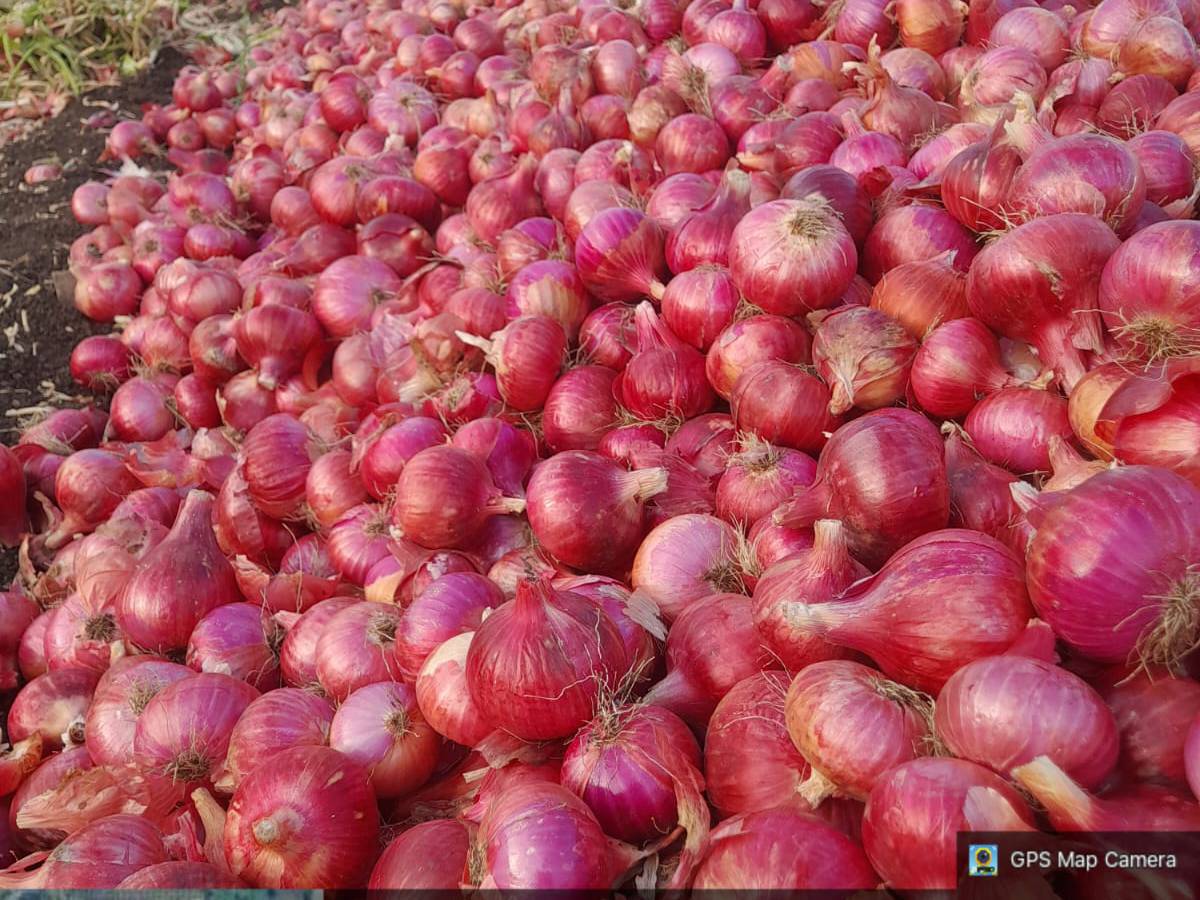 Red Onion बिक्री के लिए, पुणे, महाराष्ट्र