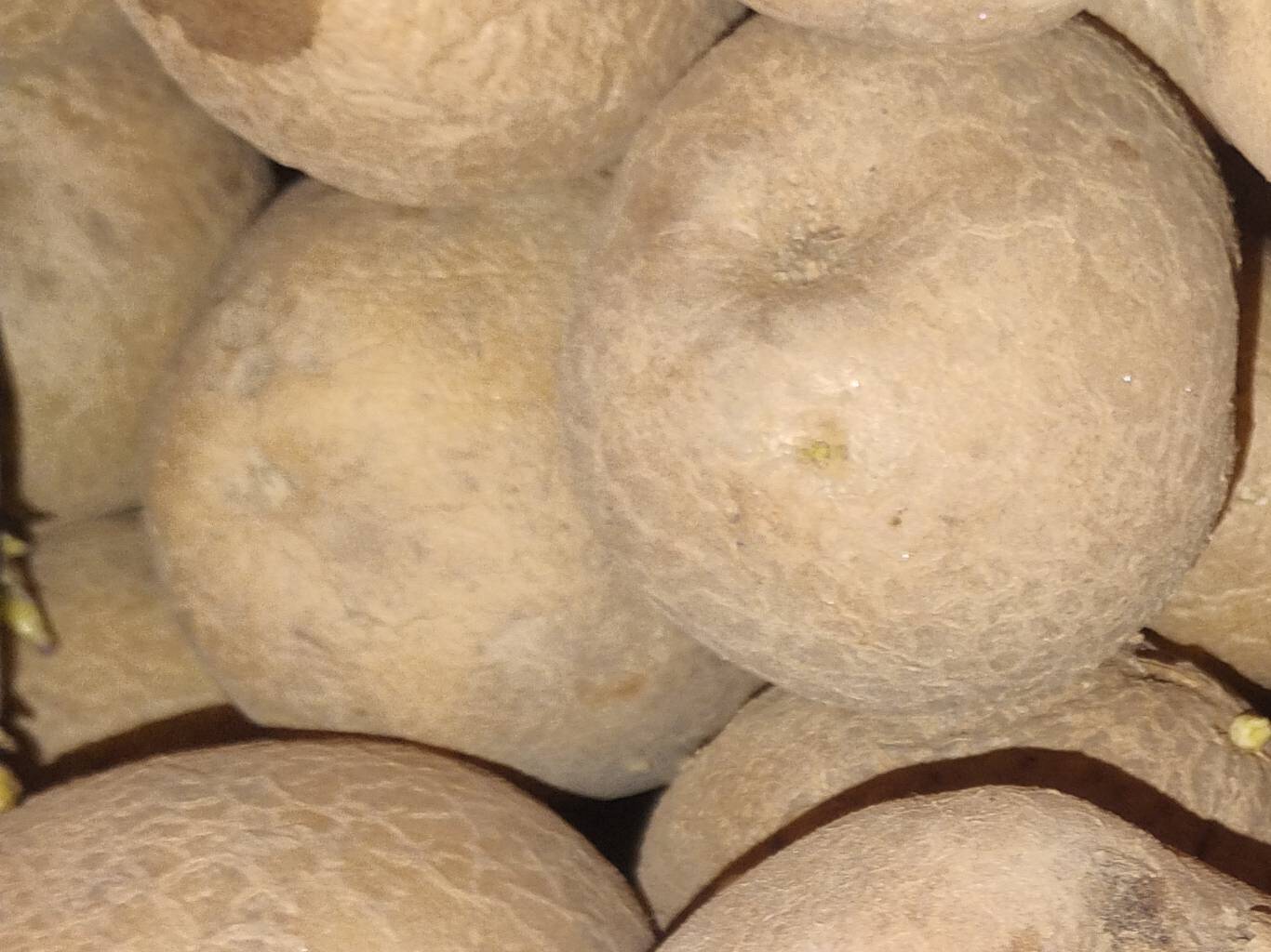 Kufri Pukhraj for sale in Etah, Uttar Pradesh