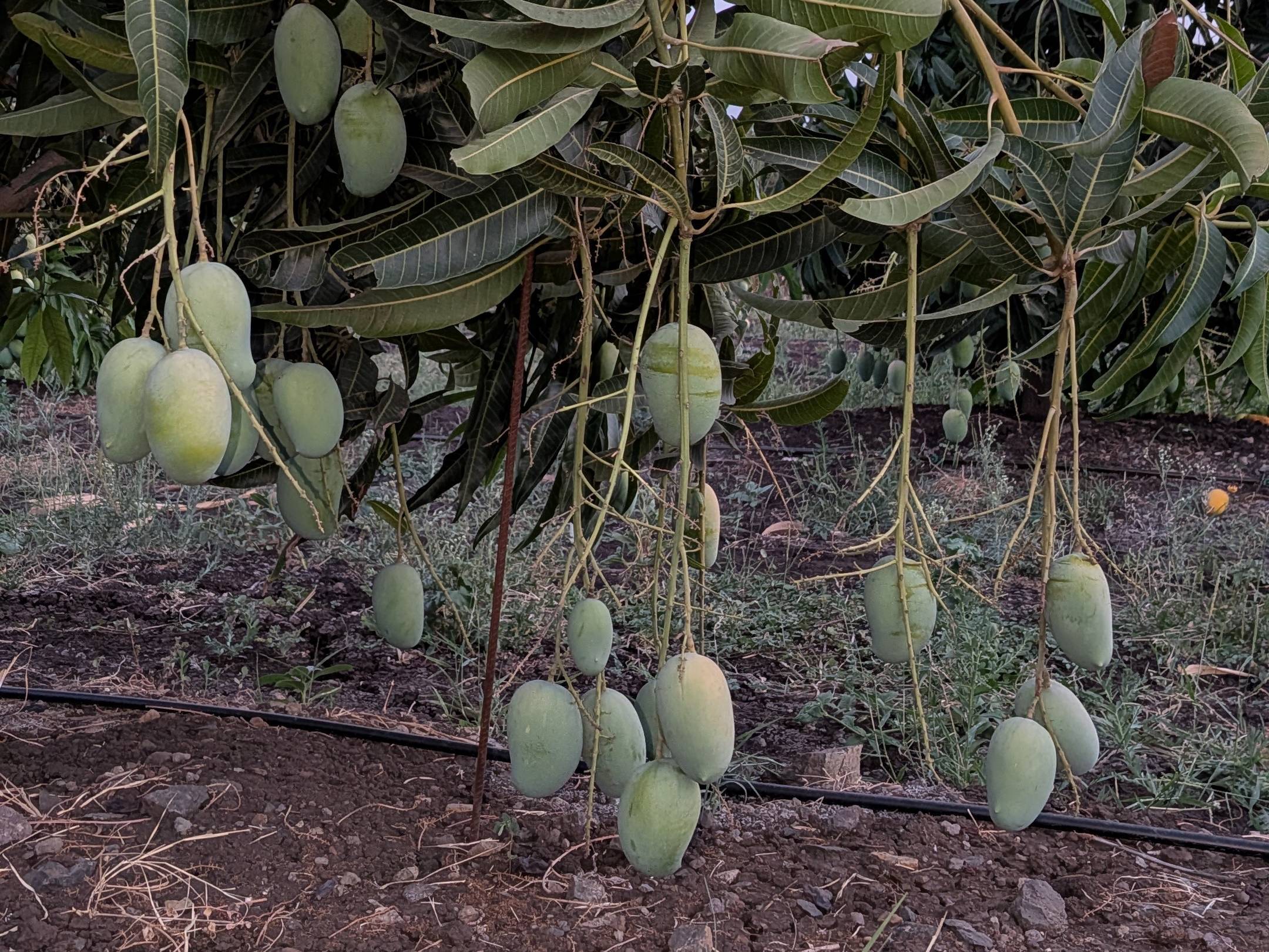 Kesar विक्रीसाठी, अहिल्यानगर, महाराष्ट्र