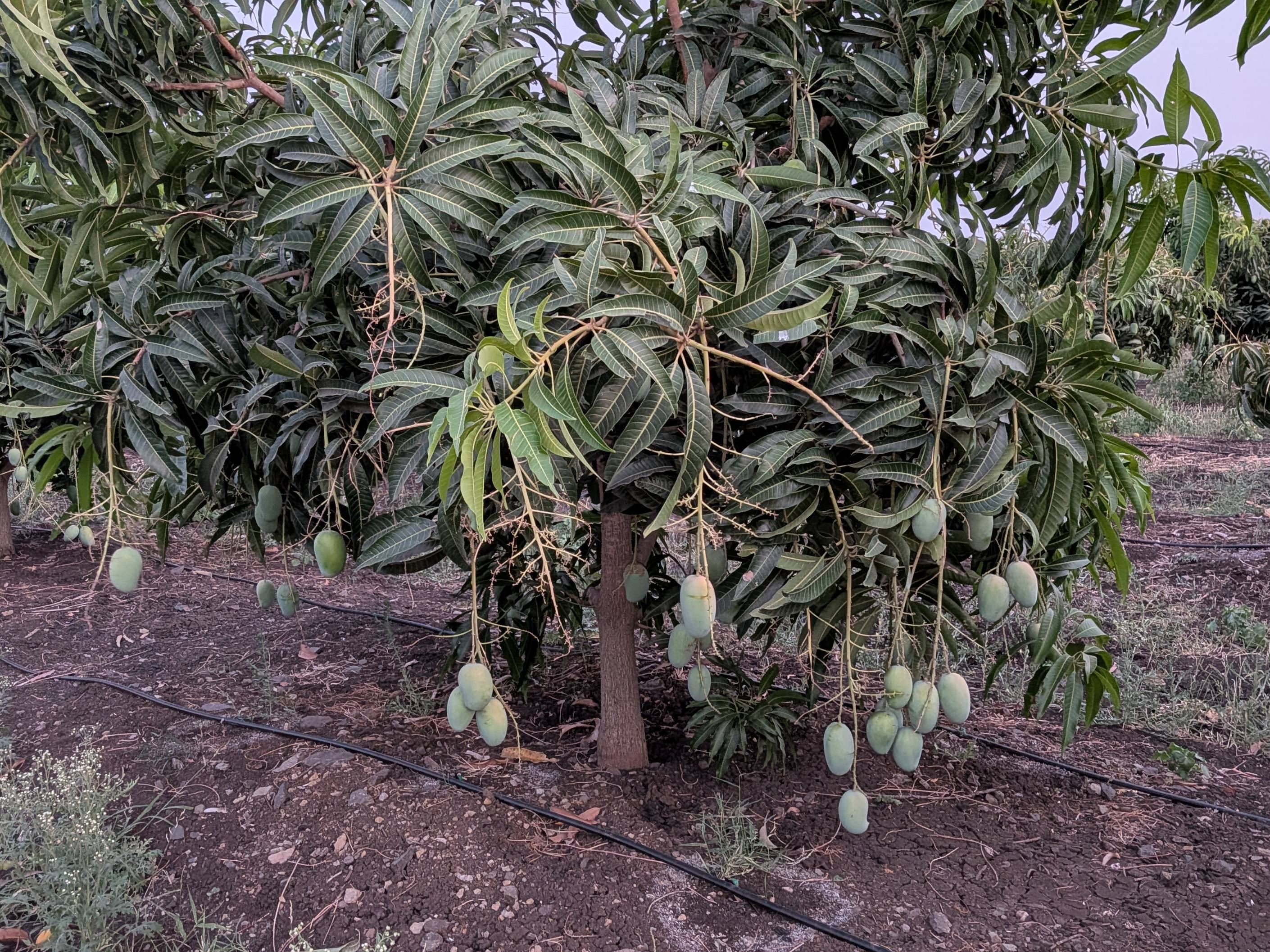 Kesar विक्रीसाठी, अहिल्यानगर, महाराष्ट्र