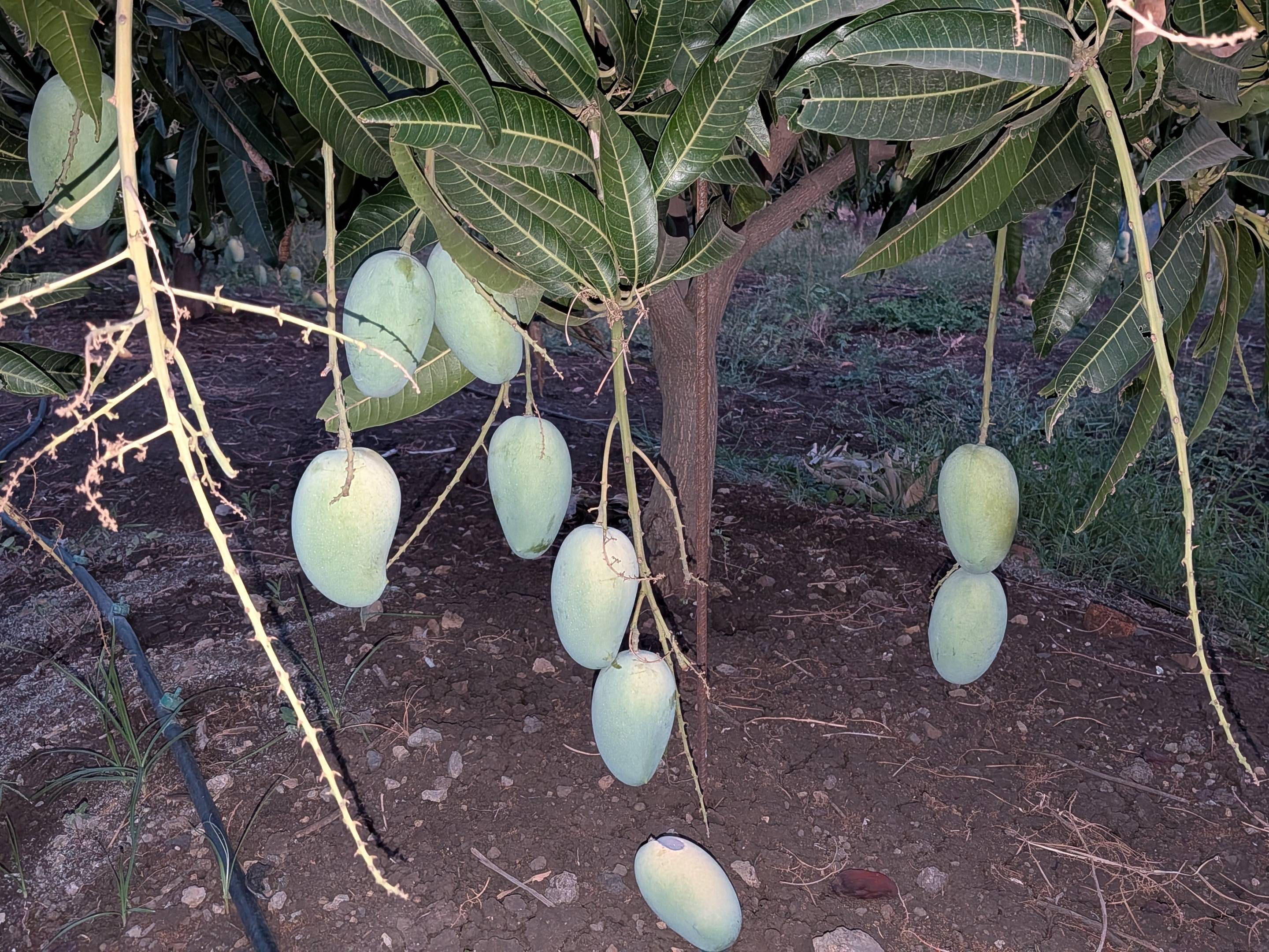 Kesar विक्रीसाठी, अहिल्यानगर, महाराष्ट्र