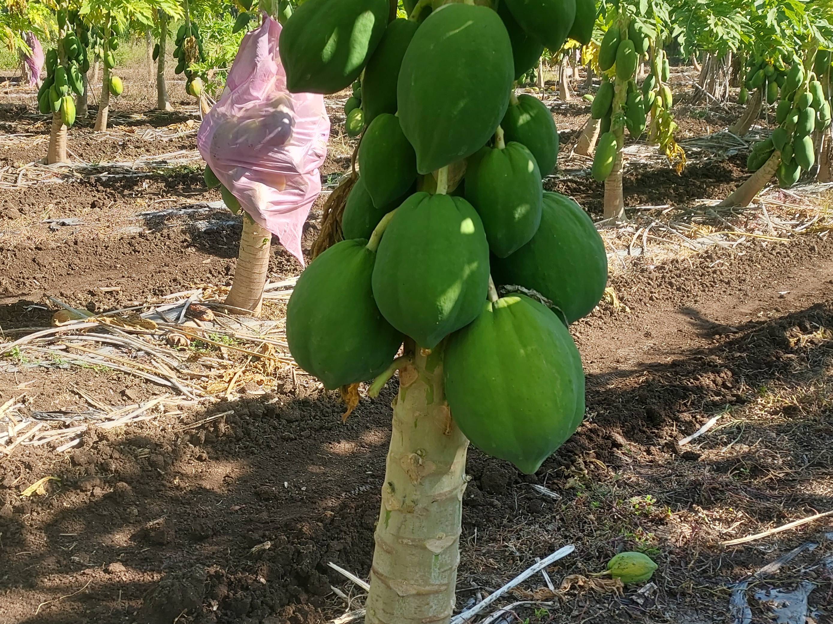 Red Lady for sale in Chhatrapati Sambhajinagar, Maharashtra