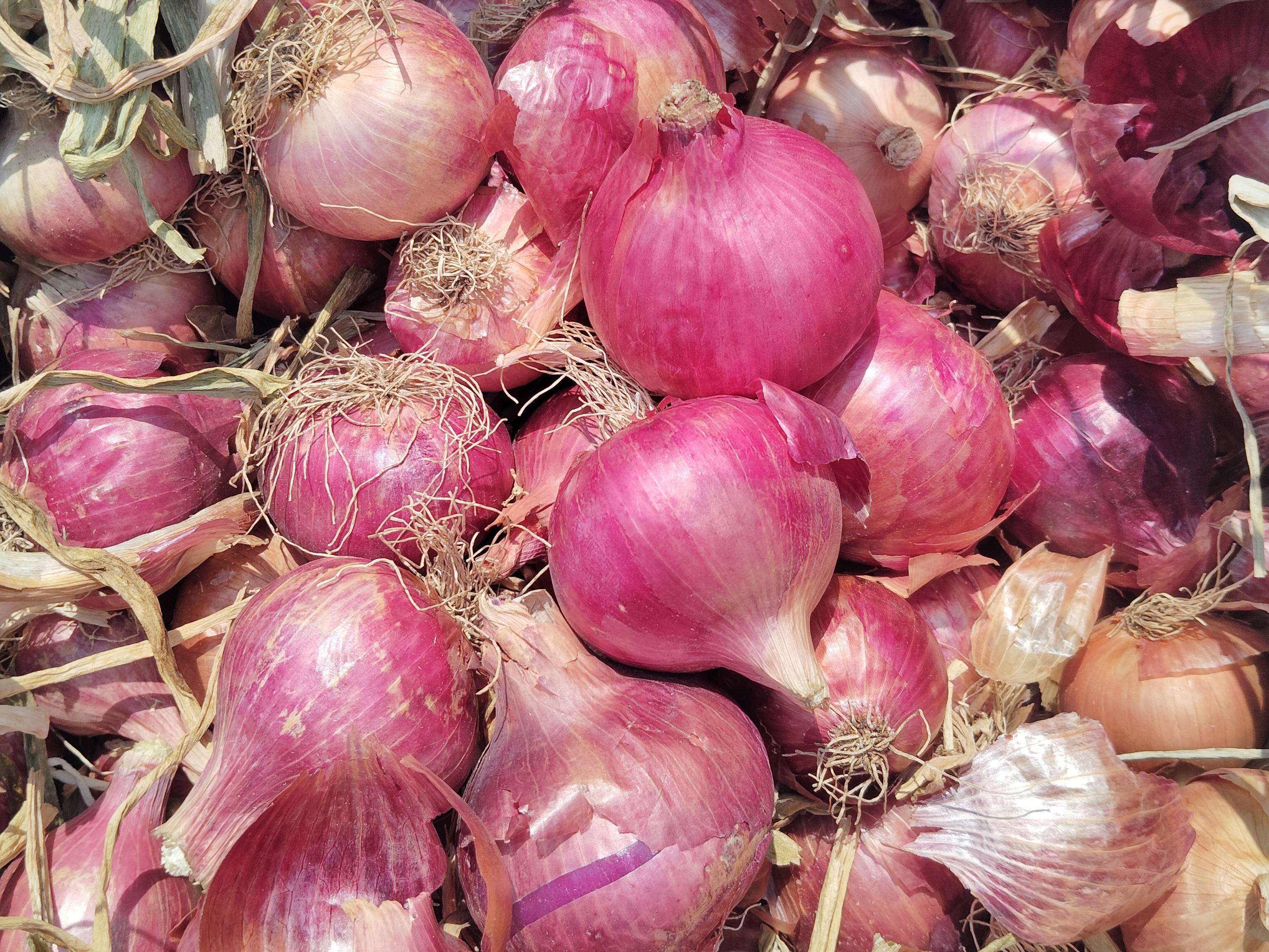 Red Onion बिक्री के लिए, अहिल्यानगर, महाराष्ट्र