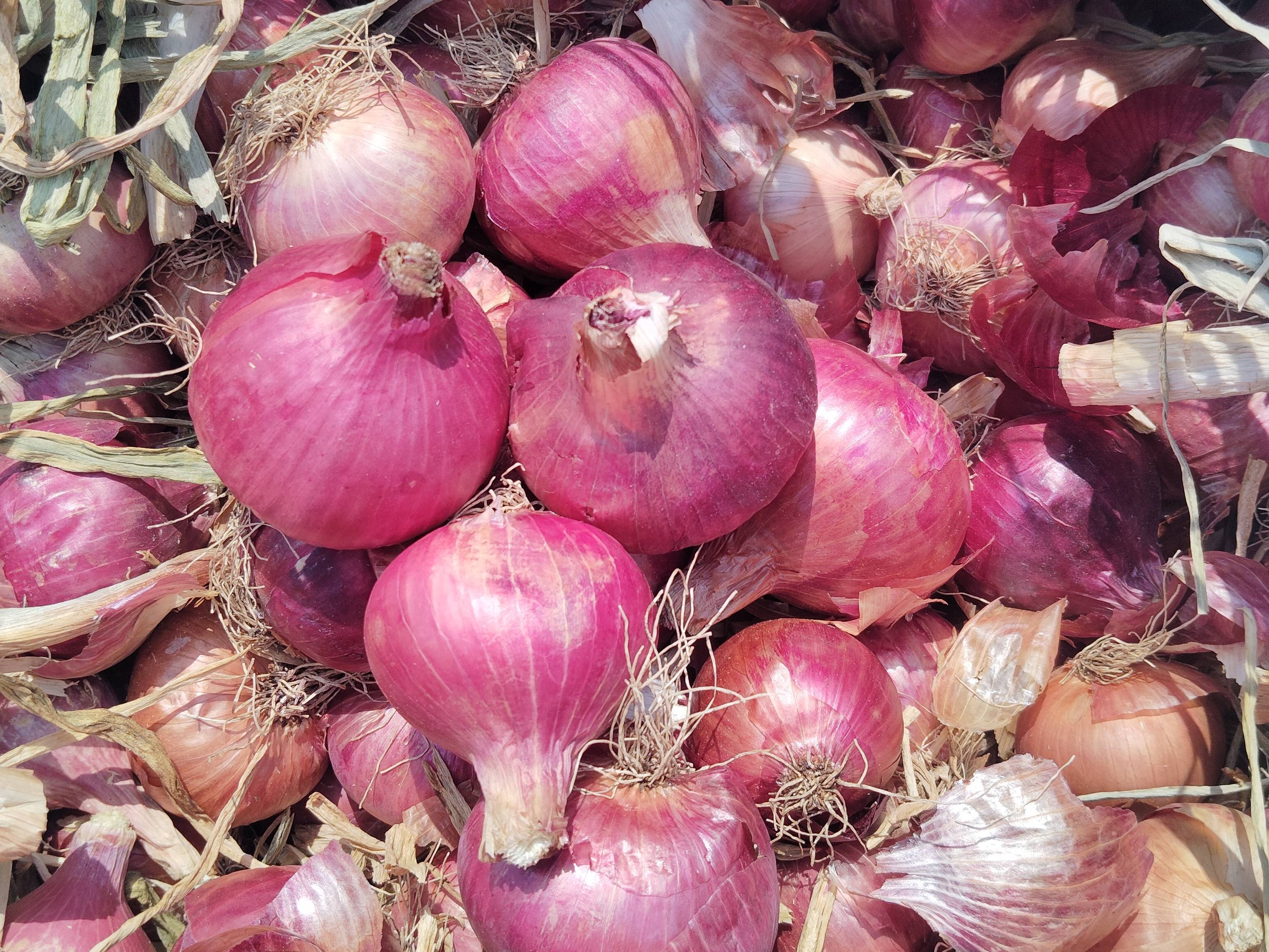 Red Onion बिक्री के लिए, अहिल्यानगर, महाराष्ट्र