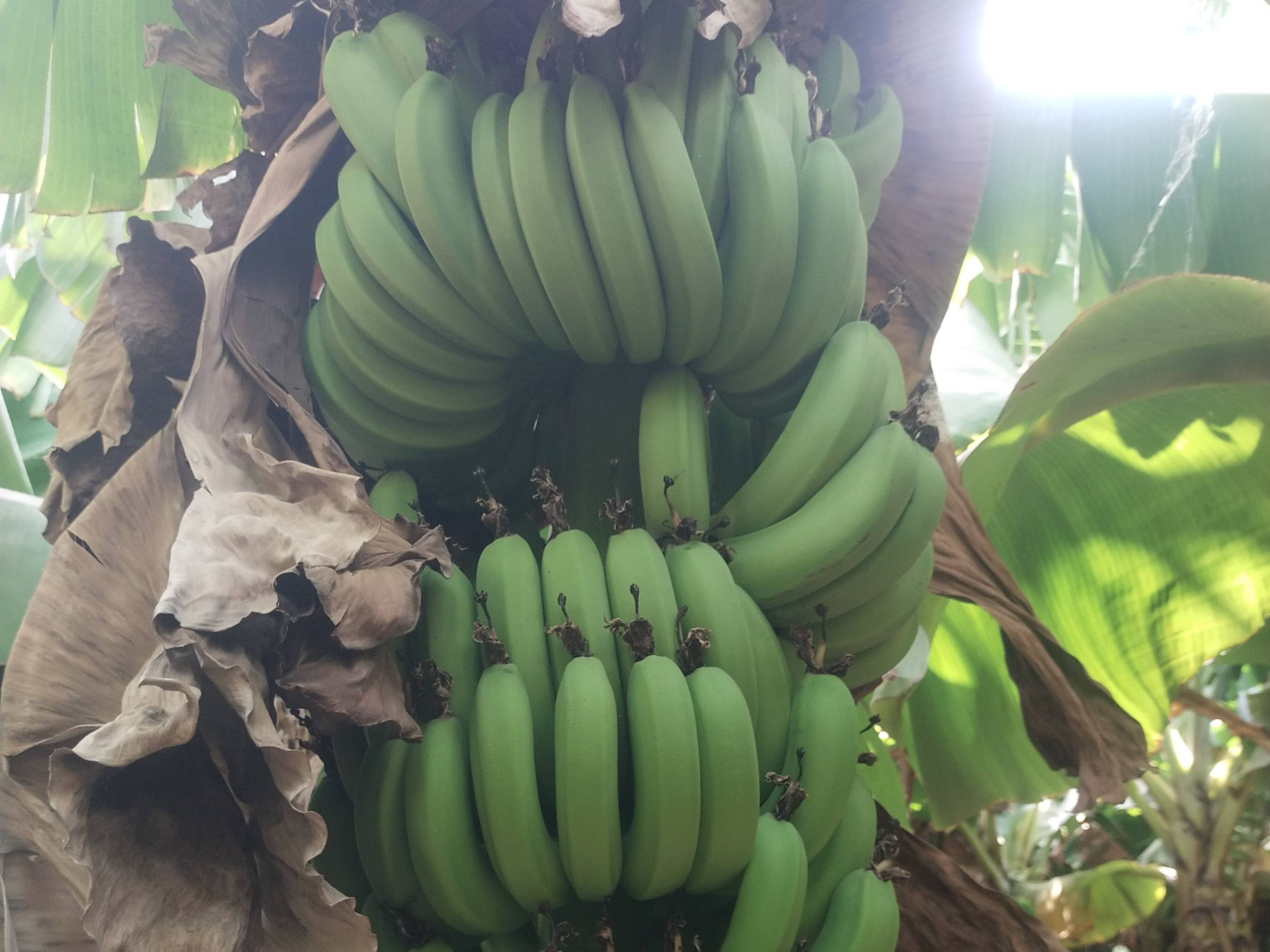 Cavendish Banana विक्रीसाठी, जळगाव, महाराष्ट्र