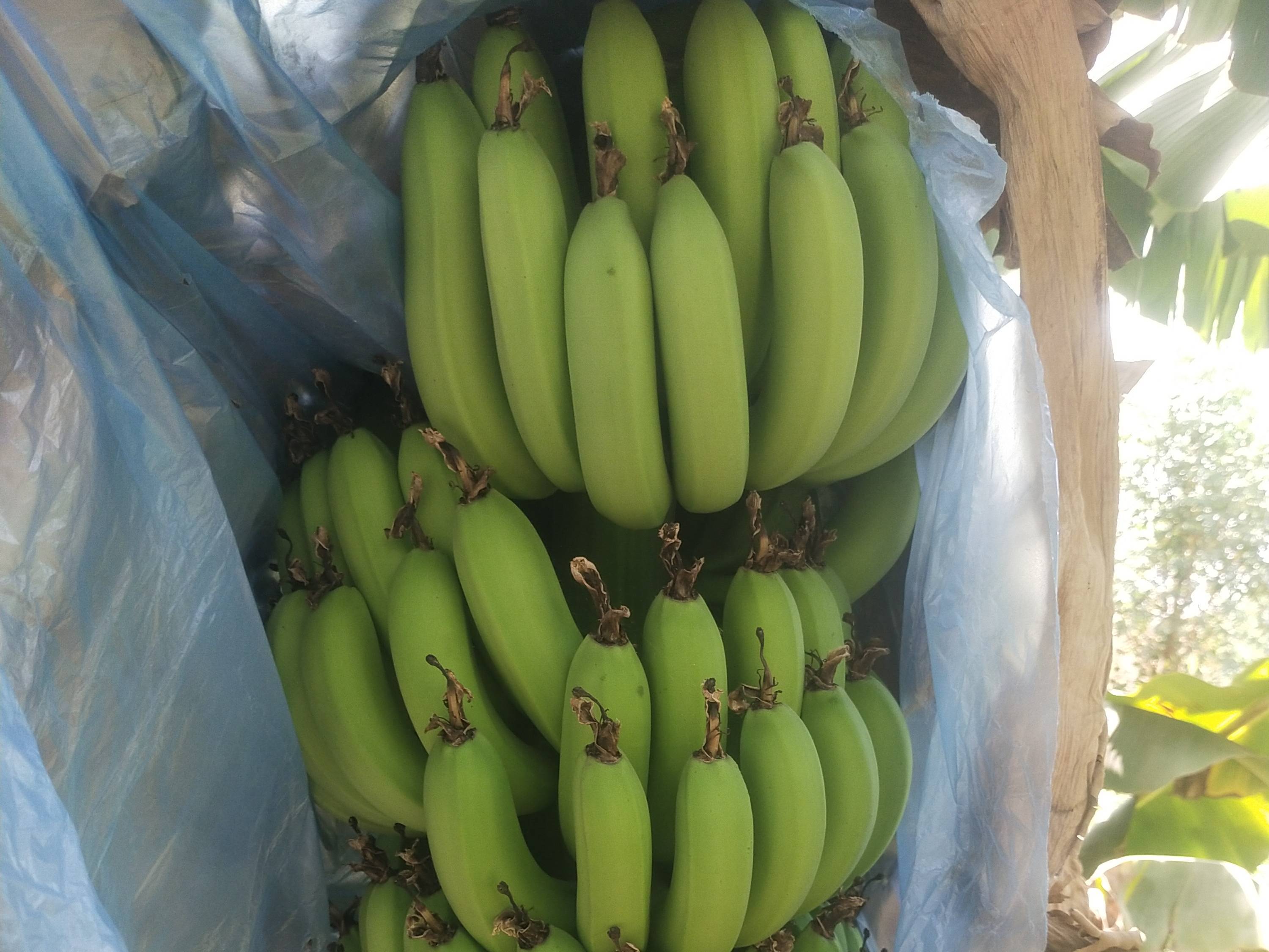 Cavendish Banana विक्रीसाठी, जळगाव, महाराष्ट्र