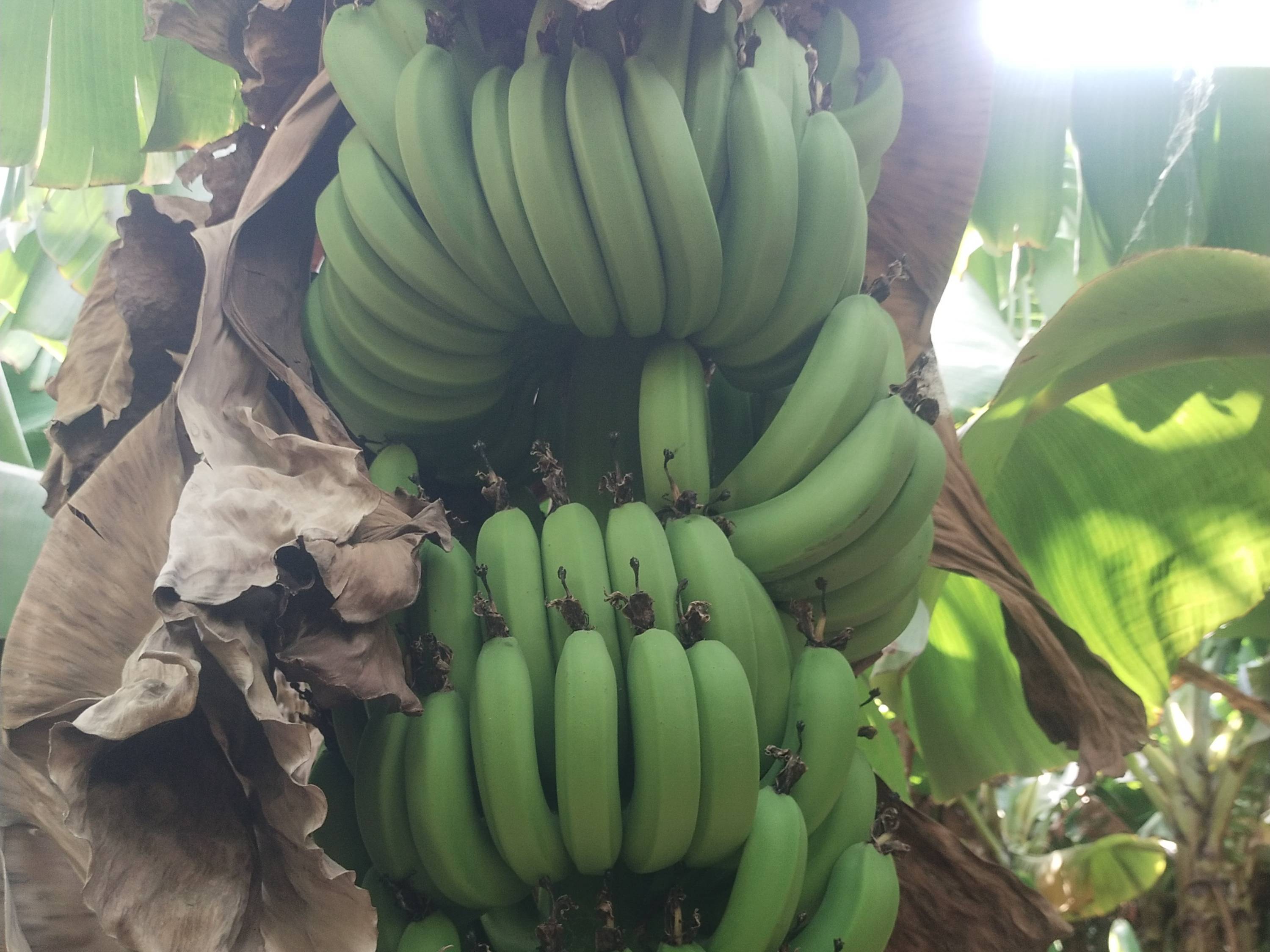 Cavendish Banana विक्रीसाठी, जळगाव, महाराष्ट्र