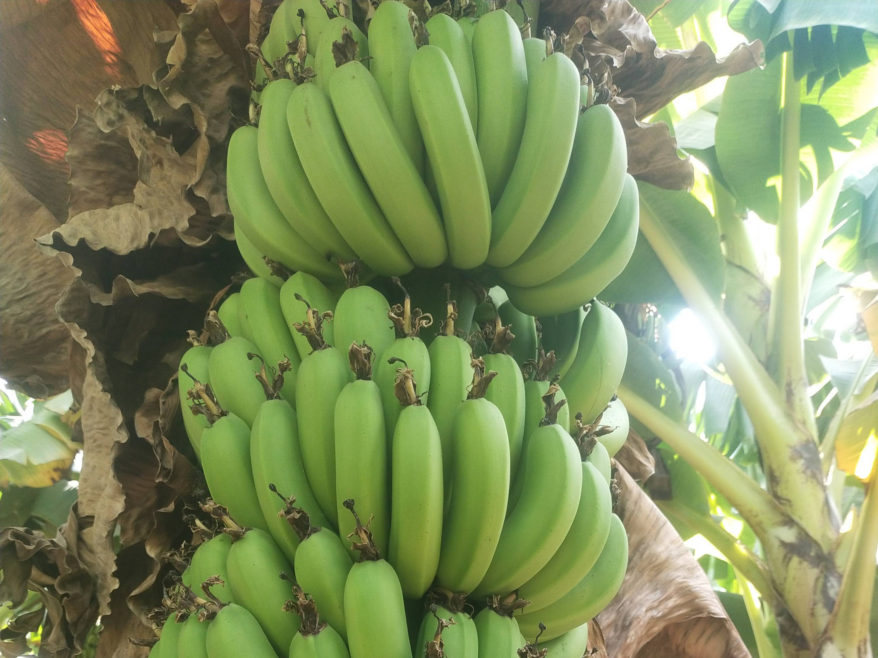 Cavendish Banana विक्रीसाठी, जळगाव, महाराष्ट्र