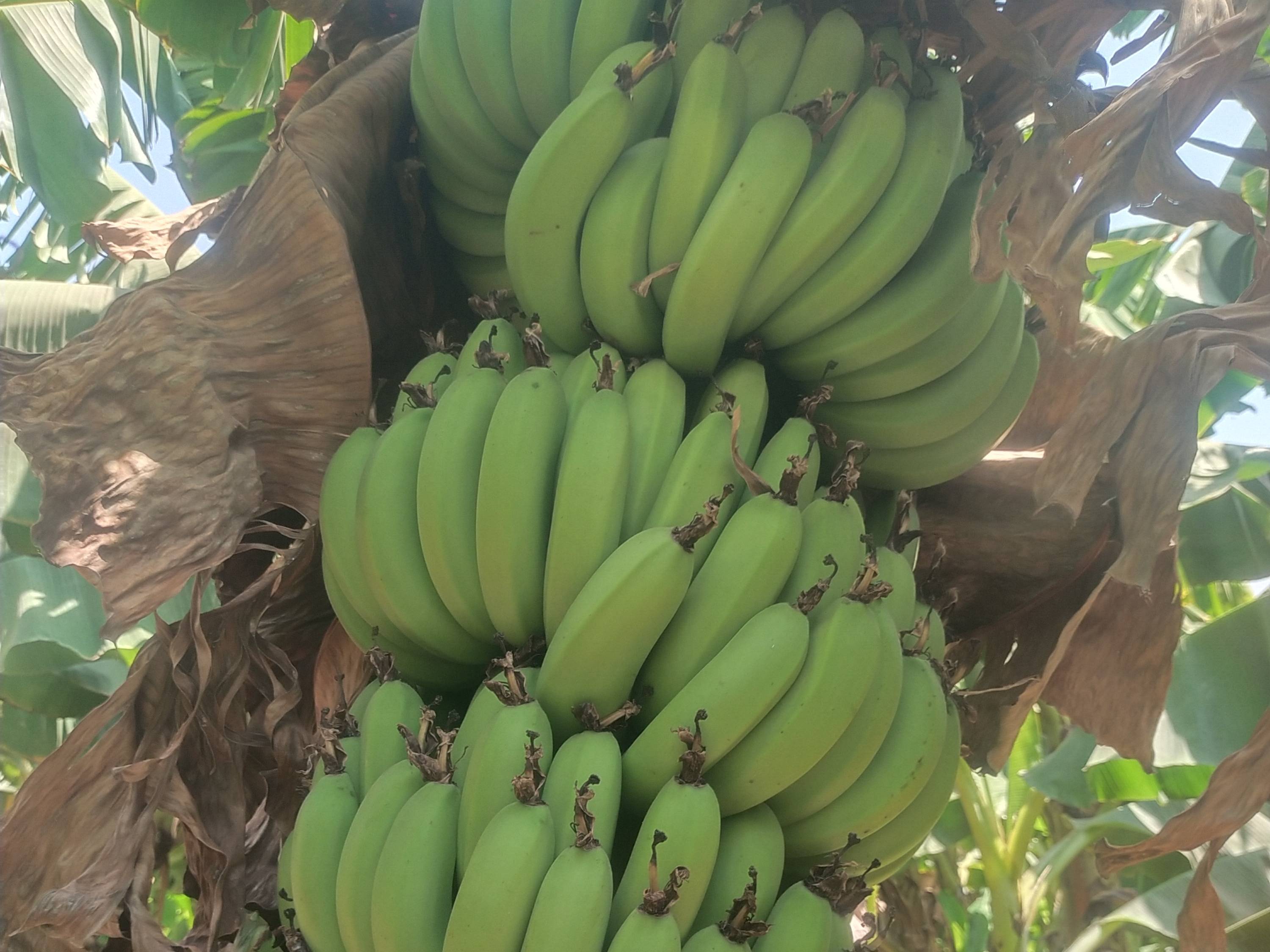 Cavendish Banana विक्रीसाठी, जळगाव, महाराष्ट्र