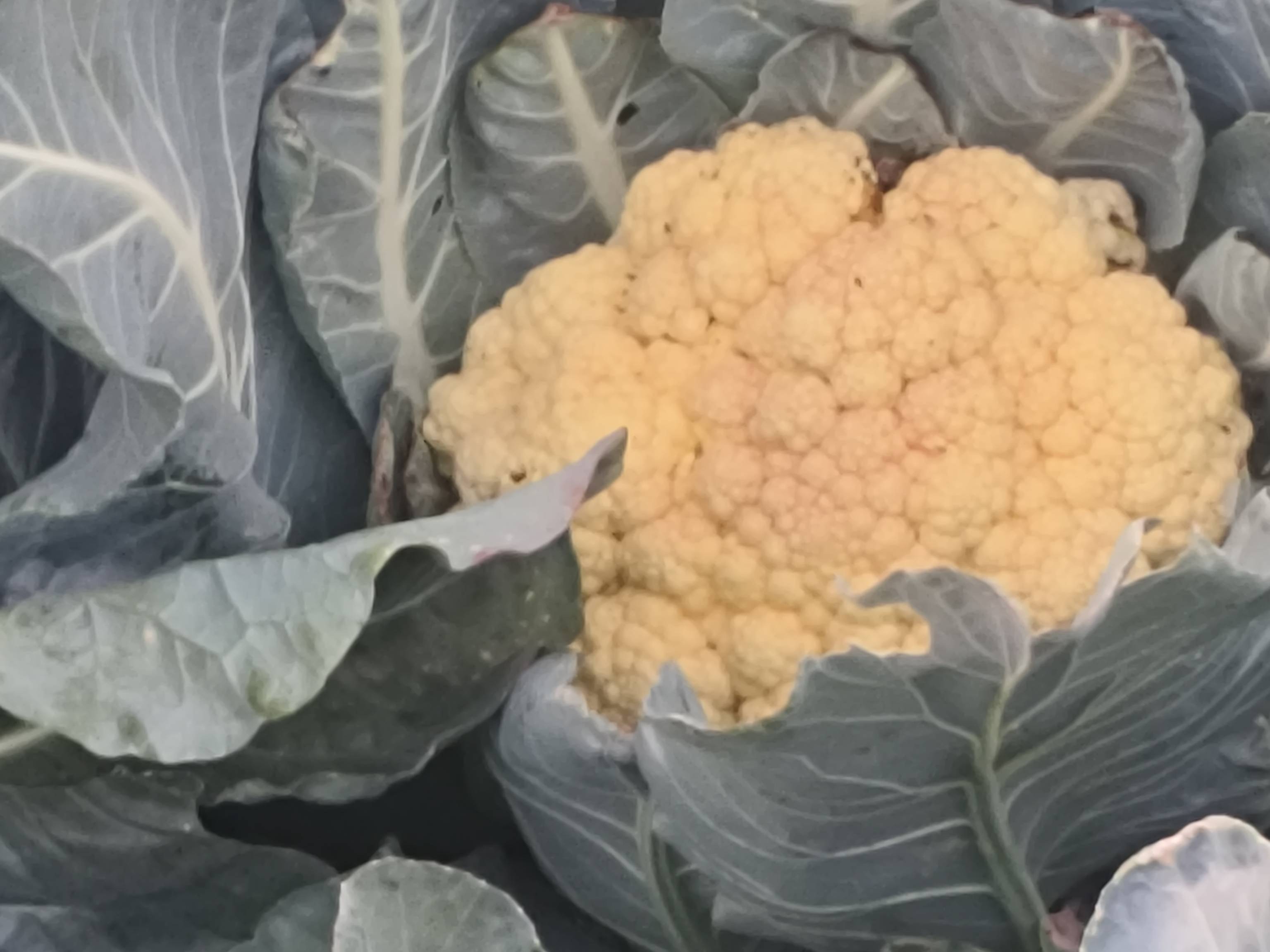 Early Cauliflower बिक्री के लिए, नासिक, महाराष्ट्र